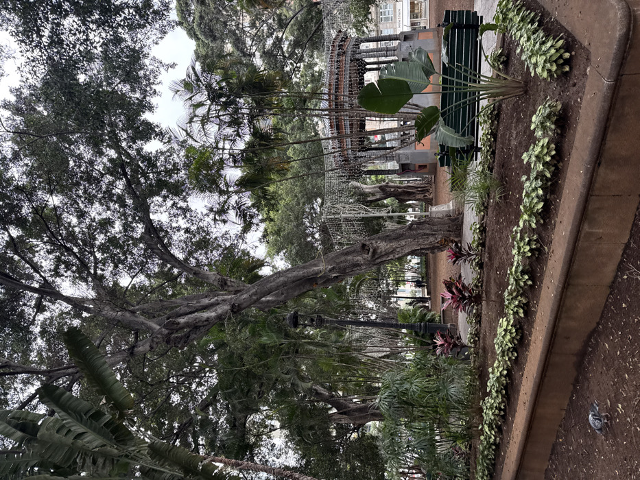 The image portrays a public park scene within the Plaza del Príncipe in Santa Cruz de Tenerife, Spain, observed on an overcast day. In the immediate foreground, a low, raised planter bed containing rows of small green and variegated plants horizontally dissects a bare earth path where a grey pigeon is present, appearing to forage on the left.
The mid-ground is dominated by several large, mature trees featuring thick, gnarled trunks and dense green canopies that extend throughout the upper frame. A black, ornate lamppost with a single light fixture stands prominently slightly left of the central large tree. Numerous palm trees and other tropical foliage are interspersed among the larger trees.
Decorative string lights are strung across the trees and overhead, extending towards a circular bandstand (kiosko de música) with a dark, multi-columned structure and a domed roof, positioned in the right-mid background. A green slatted park bench is visible in the mid-right, partially obscured by a large-leafed plant within a planter. Several indistinct human figures are discernible in the deeper background area of the park, walking or standing near the bandstand. The ground throughout the visible park areas consists of bare earth and mulched sections around the trees.