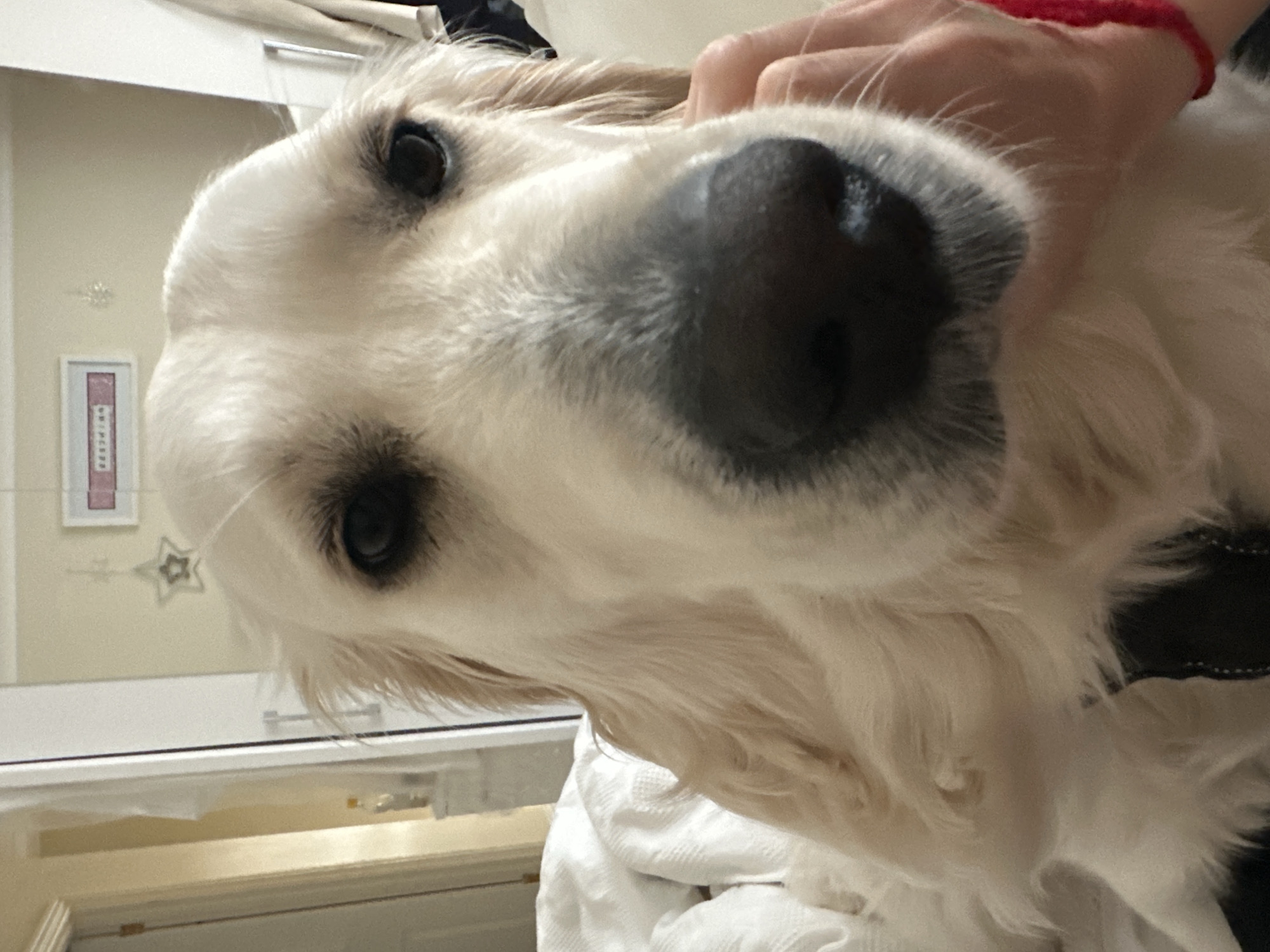 A close-up, eye-level shot captures a cream-colored Golden Retriever dog occupying the majority of the frame, looking directly towards the viewer. Its dark eyes and moist black nose are prominent. A human hand, with light skin tone and a red braided bracelet, is visible on the right side of the dog's muzzle and neck area, appearing to pet or support the animal. To the left of the dog, white, textured bedding or fabric is visible. The background depicts an indoor domestic environment within the city of London, United Kingdom. On the left, a light-colored doorway leads to a partially visible adjacent room with a small bottle on a surface. The upper right background shows a light-colored wall adorned with a framed picture containing pink text and a white star-shaped decoration hanging below it. A partial reflection of a white furniture piece is present on the far right. The specific address or area within London is not discernible from the visual evidence.