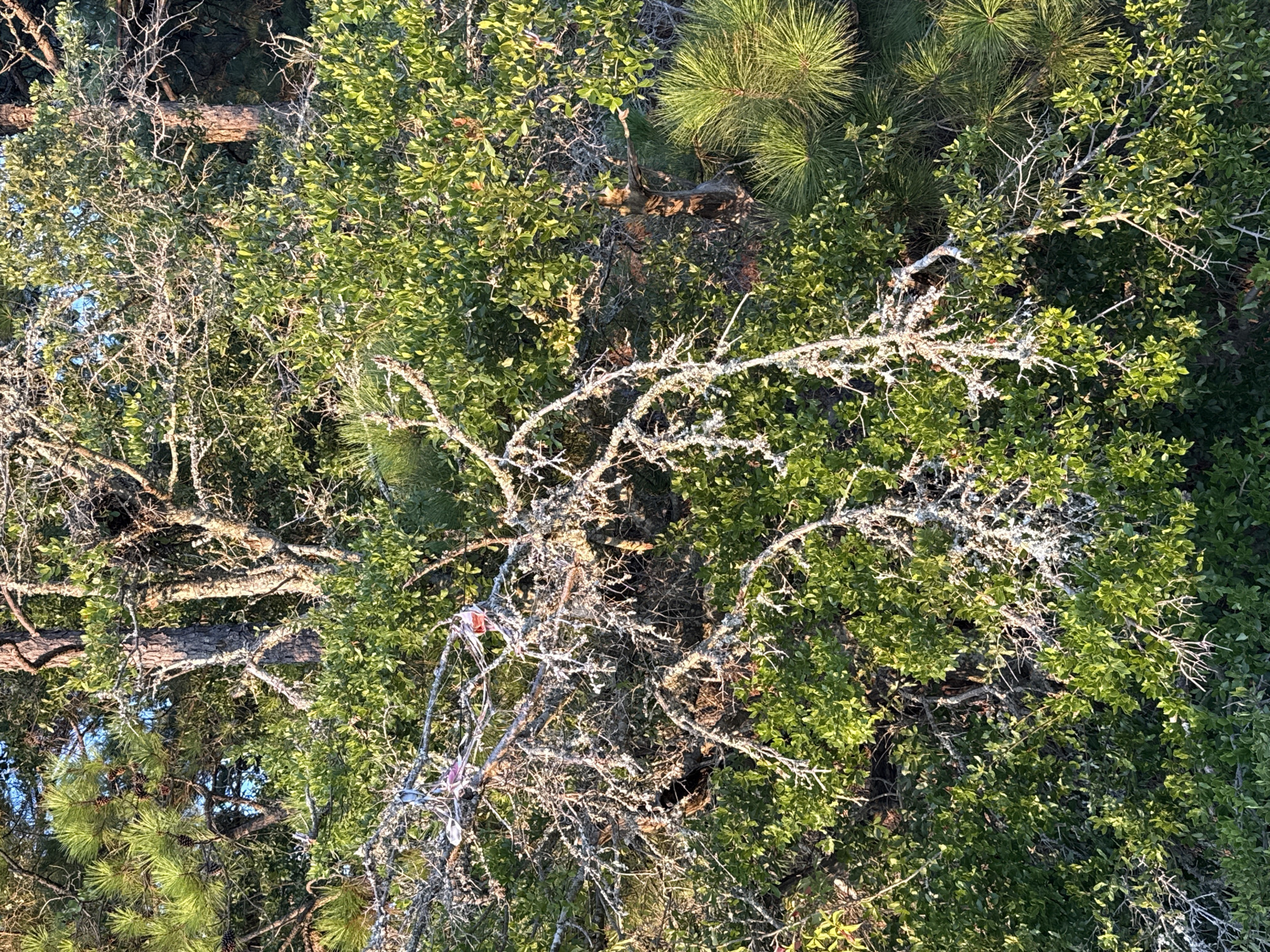 The image shows a dense tangle of trees and foliage in Nags Head, United States of America. The primary focus is on a gnarled, lichen-covered dead branch extending across the frame, intertwined with lush green leaves of various trees. There are also pine needles and cones visible, suggesting a mixed forest environment. Bright pink and white plastic ribbon is tied to some of the dead branches, possibly marking a trail or boundary. The lighting indicates it is daytime, with sunlight filtering through the canopy. The scene is natural, with no immediate signs of human presence beyond the ribbon.