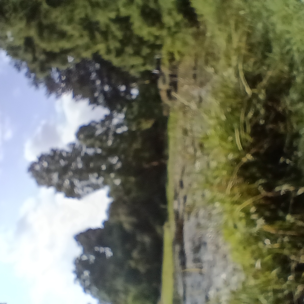 The image depicts an outdoor scene with a body of water in the foreground, likely a pond or marsh. Tall trees with dense foliage are visible in the background, against a sky with scattered clouds. The vegetation appears lush and green, suggesting a natural or park-like setting. There are no people or man-made structures clearly identifiable in the image. The overall impression is one of a serene, natural landscape. Without additional information or clearer visual cues, it is impossible to determine the specific location within the city of Cologne, Germany.