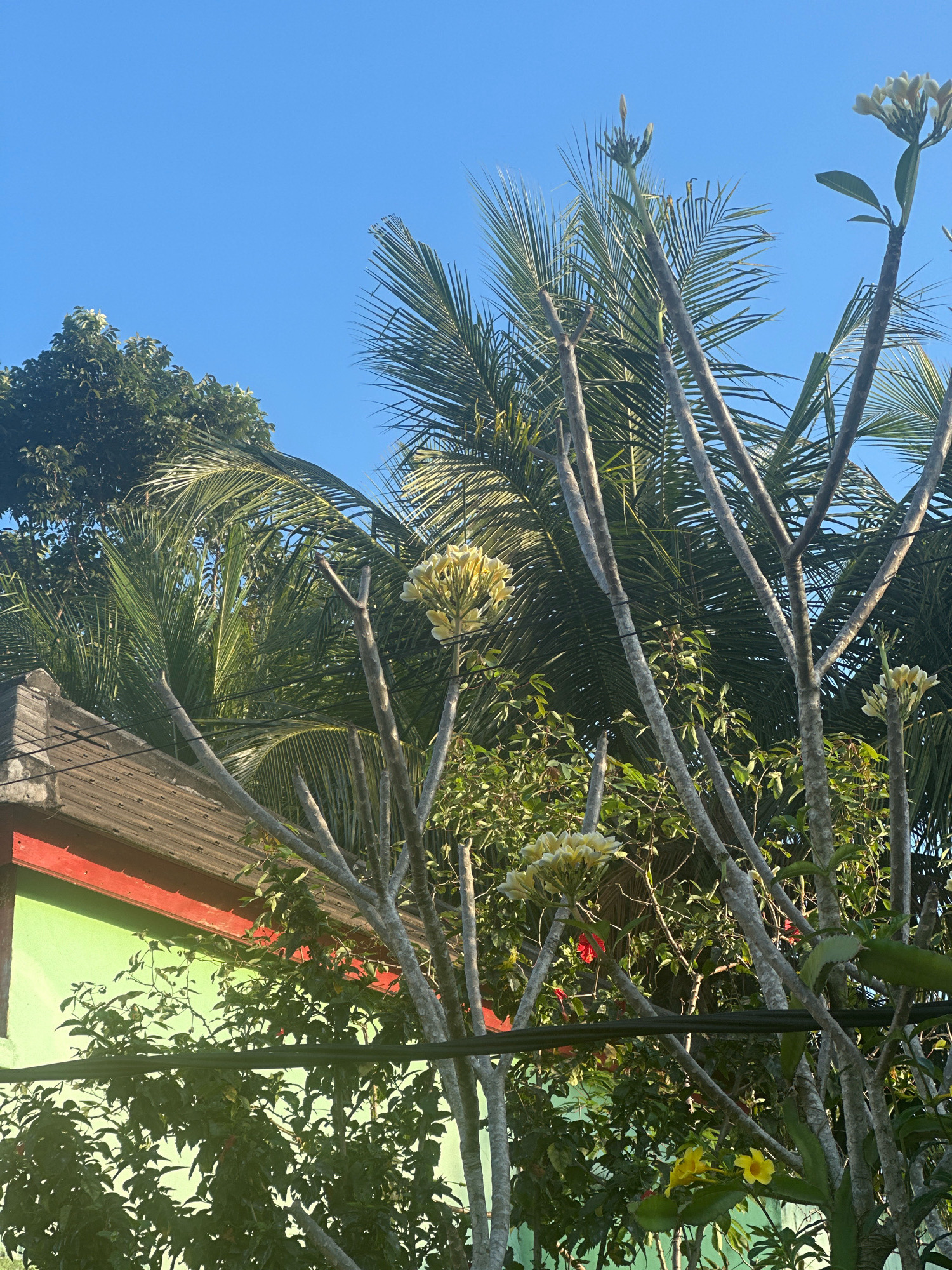 The image shows a bright, sunny day in Selemadeg Barat, Indonesia, with a clear blue sky overhead. In the foreground, several slender trees with pale, rough bark are visible, some bearing clusters of pale yellow flowers. One tree has a prominent cluster of blooms at its top. Behind these trees, lush green palm fronds fan out against the sky, suggesting a tropical environment. To the left, a portion of a building is visible, featuring a green wall and a dark, corrugated roof with a red trim. Power lines stretch across the scene. The overall impression is one of a natural outdoor setting within a residential area.