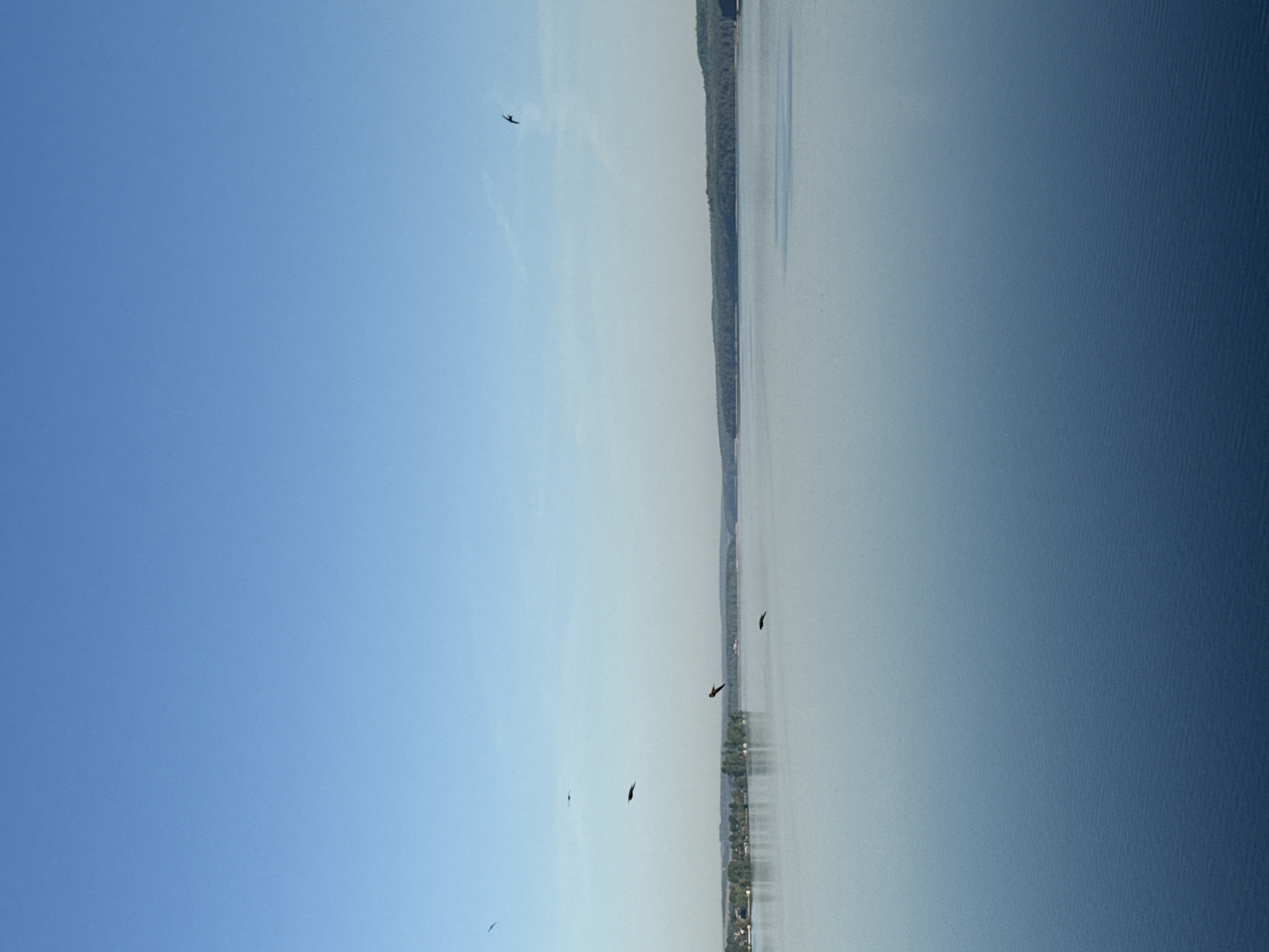 The image shows a body of water, likely a lake or wide river, bordered on one side by a tree-lined shore. On the other side of the lake/river is a cityscape, possibly the city of Votkinsk, Russia. Several birds are visible in the sky above the water. The sky is clear and blue. The photograph appears to be taken at a high angle.