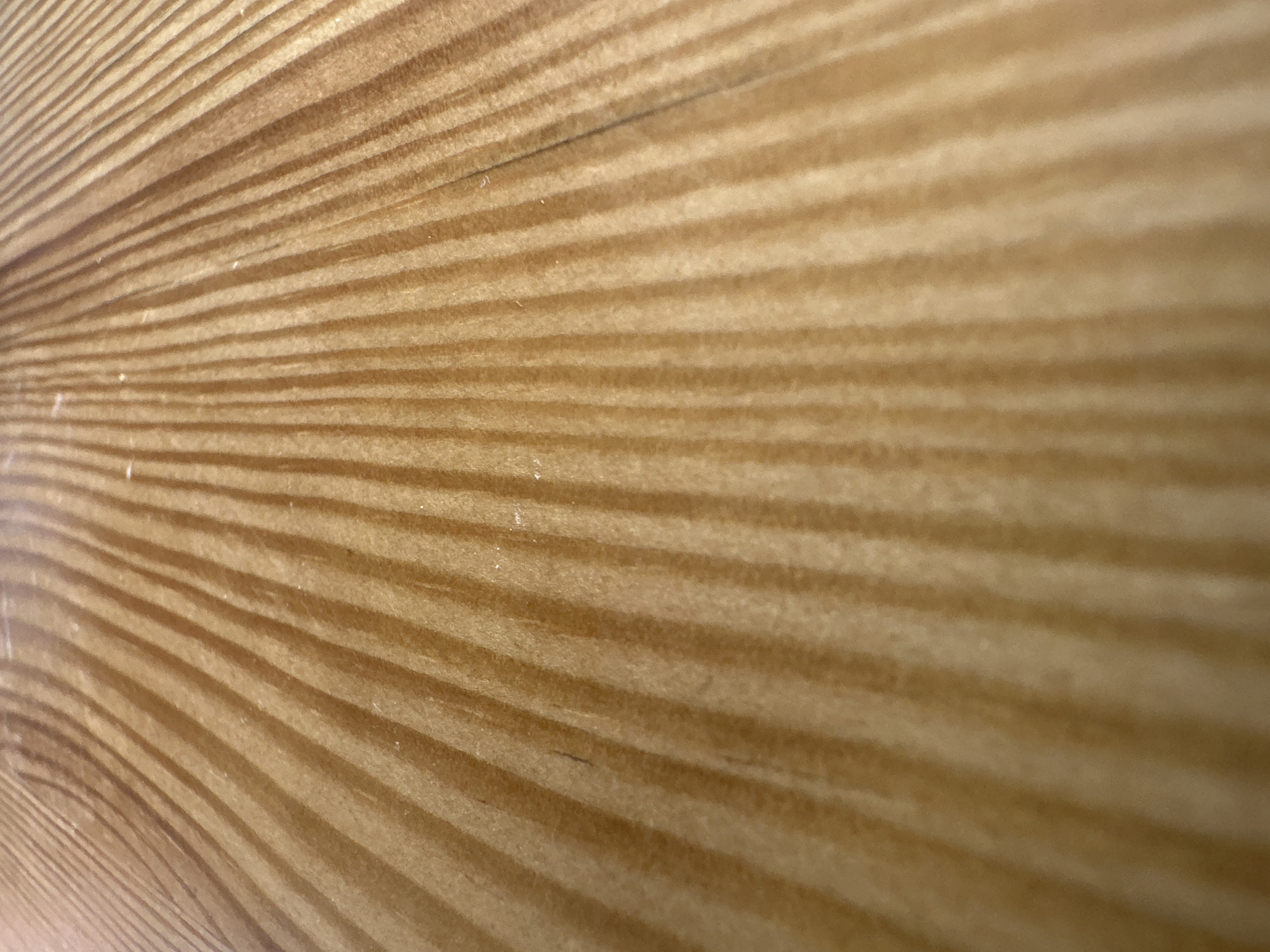 The image shows a close-up, angled view of a wooden surface with prominent grain patterns. The wood is a light to medium brown color with darker, wavy lines running vertically and diagonally across the frame. There are a few small white specks scattered on the surface, possibly dust or debris. The lighting suggests the surface is illuminated from above and to the right, casting subtle shadows that emphasize the wood grain's texture. The image is an abstract detail of a natural material. There are no visible people, objects, actions, or interactions. The location in Almaty, Kazakhstan, cannot be determined from the provided image.