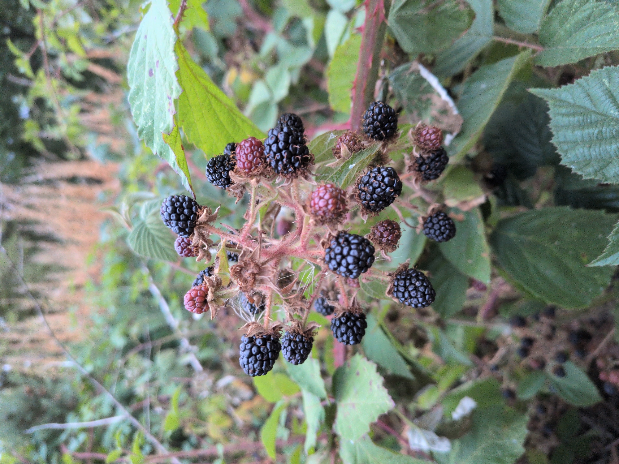 This is a close-up, slightly low-angle, outdoor, natural light photograph of a blackberry bush in Dawley, United Kingdom. The bush is laden with ripe and ripening blackberries, with some unripe red berries also visible. The blackberries are clustered on thorny stems, and the surrounding foliage is a mix of green leaves and dried plant matter. Some of the leaves are large and textured, while others are smaller and more delicate. The background is a blur of green and brown, suggesting more vegetation and the natural environment of Dawley. The focus is sharp on the blackberries in the foreground, with a shallow depth of field blurring the background. The overall impression is one of abundance and the natural beauty of a wild berry bush.