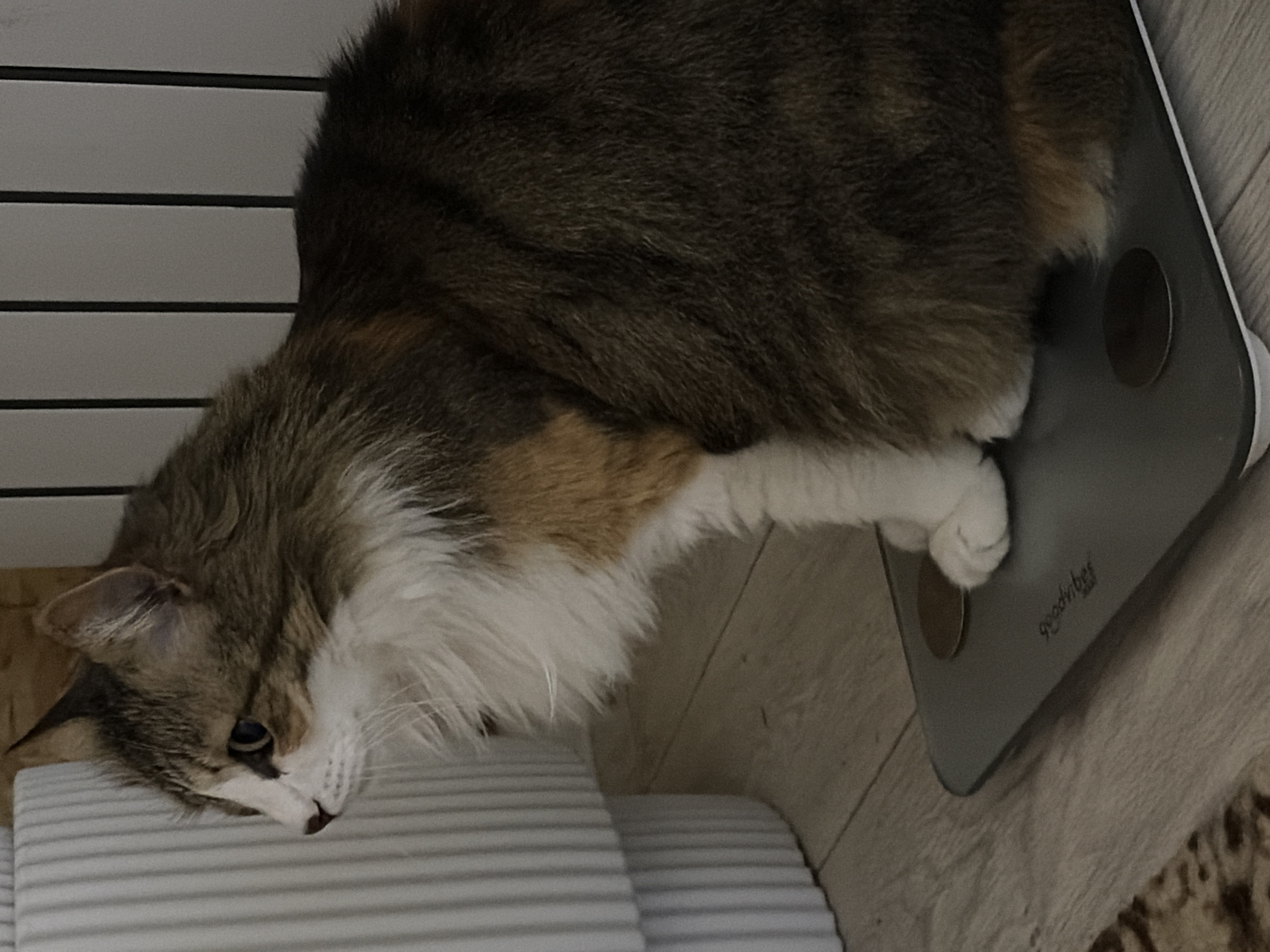 A medium-sized cat with brown and white fur is lying on a digital scale. The cat's head rests on a striped, upholstered surface, likely a cushion or seat. Its front paw is placed on one of the metal contact points on the scale's surface. The scale has rounded corners and appears to be gray. The brand name "goodvibes" is visible in lowercase letters on the scale. The background includes a wall with vertical slats. The setting appears to be indoors, possibly a residential home. No evidence supports that the picture was taken in the city of Chaikovsky, Russia.