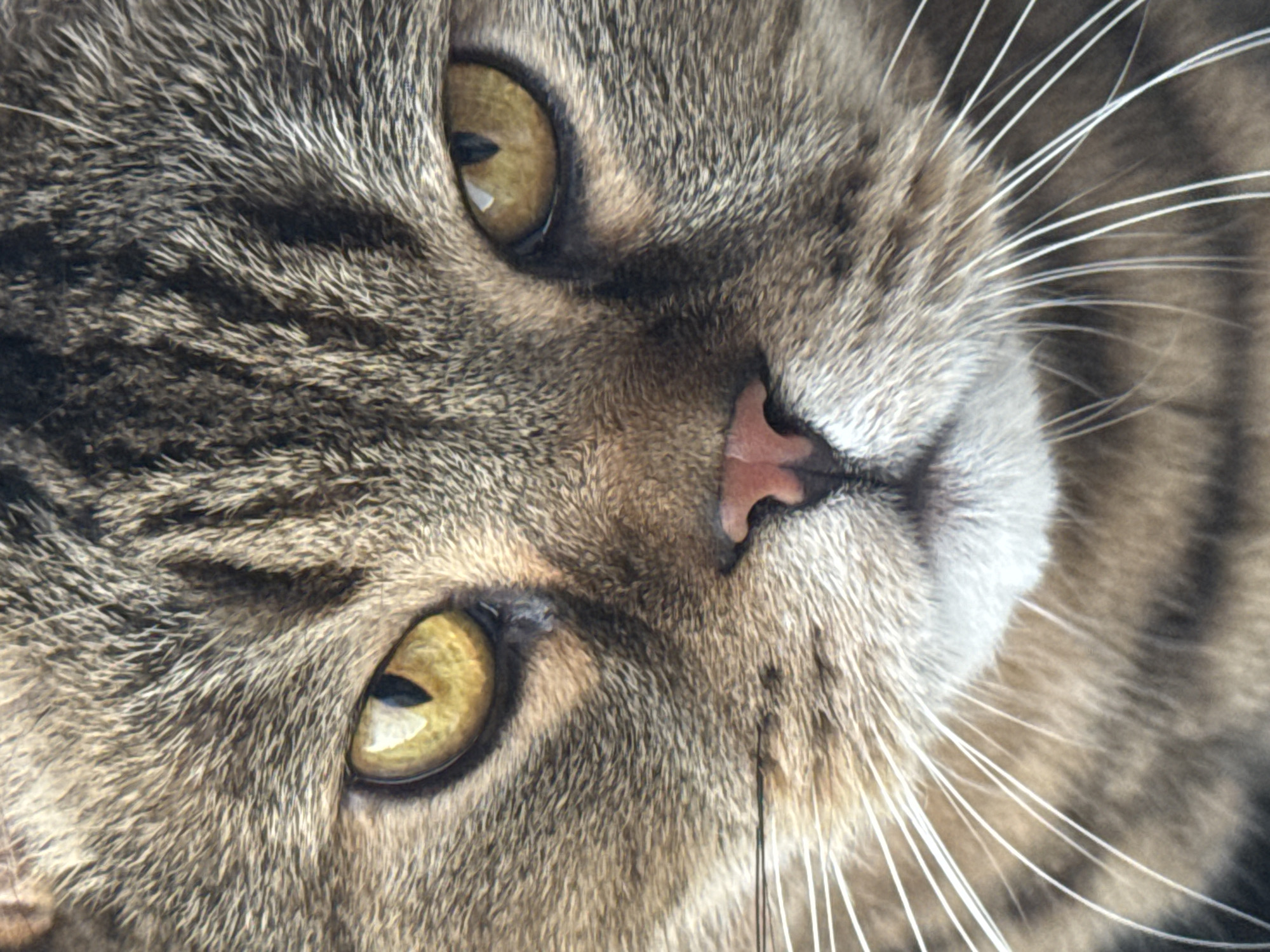 The image is a close-up, head-on portrait of a tabby cat. The cat's fur is a mix of brown, grey, and black stripes. It has large, bright yellow eyes with dark, vertical pupils. The cat's nose is pink, and it has long, white whiskers that extend outwards. The background is blurred and appears to be neutral, focusing all attention on the cat's face. There is no discernible location in Mikhaylovsk, Russia, or any other environmental context. The image solely depicts the cat.