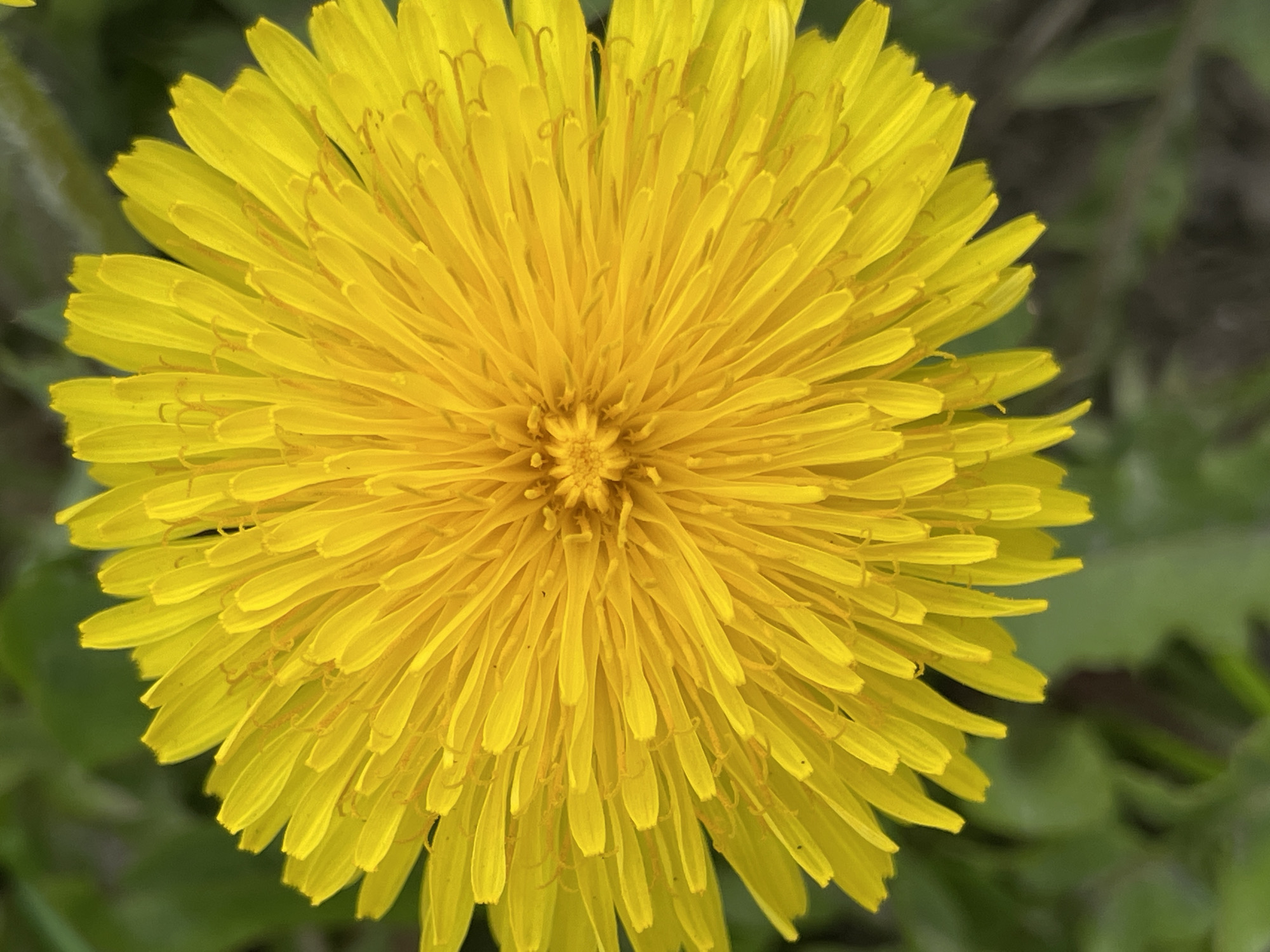 Close-up shot of a dandelion flower with yellow petals. The flower is centrally located, with green foliage blurred in the background. The location is not discernible from the image, and no information indicates it is in Saint Petersburg, Russia. No people, actions, or interactions are present.