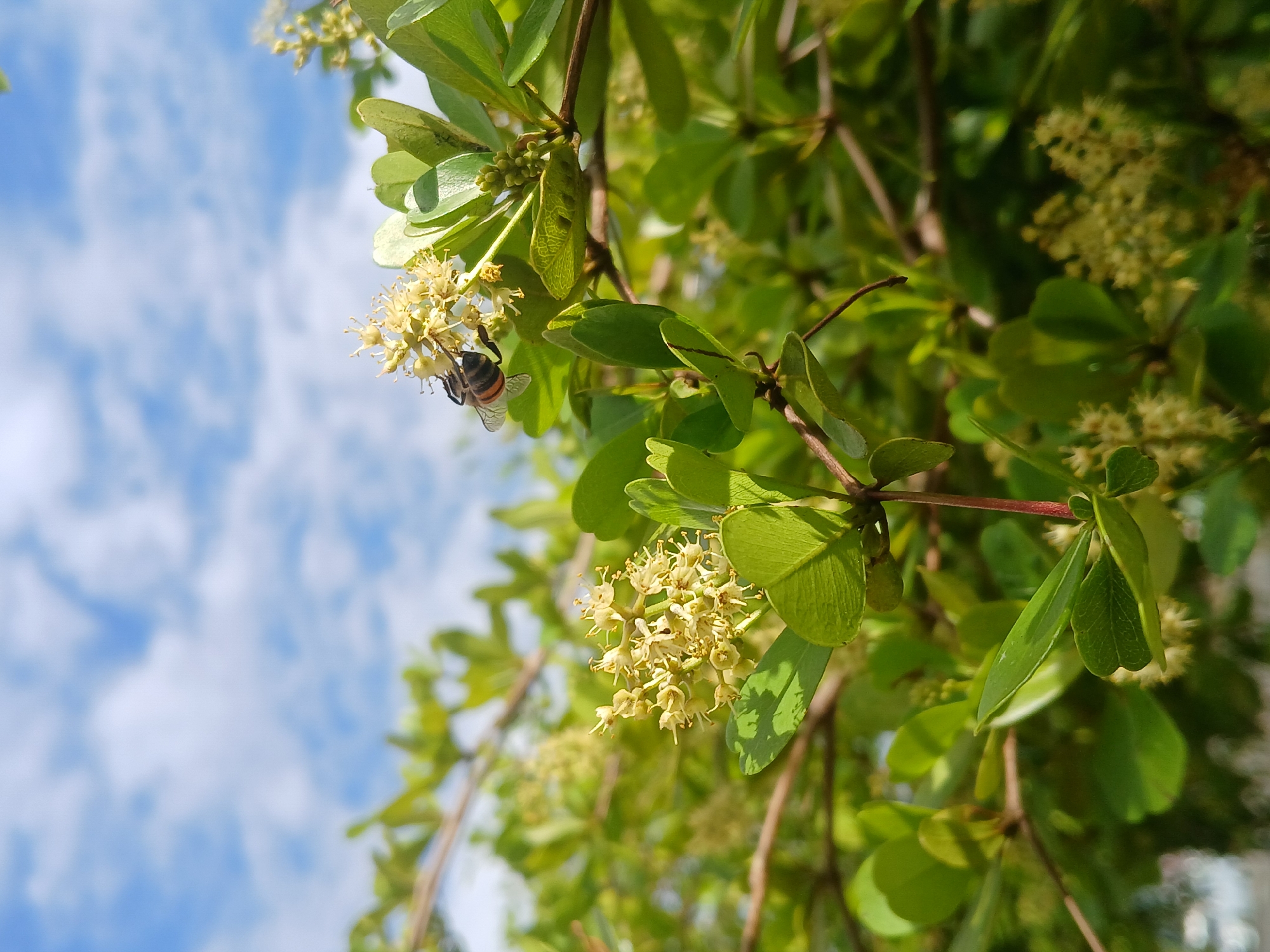 The image shows a bee feeding on flowers. The flowers are small, light yellow, and clustered together on a branch with small, oval-shaped green leaves. The background reveals a bright blue sky with white clouds, suggesting an outdoor setting. The overall composition is a close-up shot, focusing on the bee and the flowering branch, with the sky serving as a backdrop. It is impossible to determine the location in the city of Ciudad Guayana, Venezuela, based on this image alone.