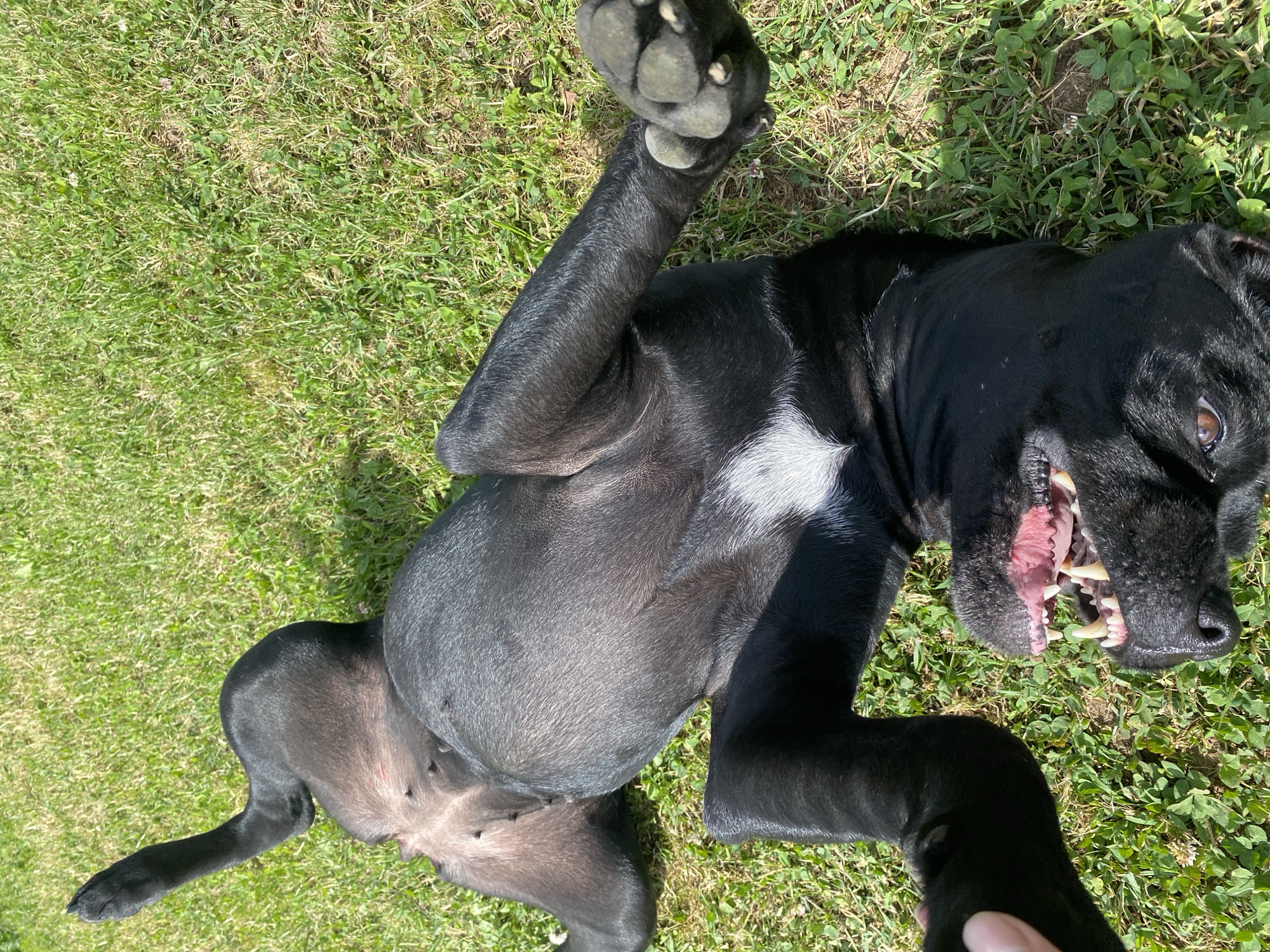 A black dog is lying on its back on a grassy lawn. The dog has a white patch of fur on its chest. Its mouth is open, showing its teeth and pink gums. The dog's eyes are brown. The image is taken from a high angle, looking down at the dog. The background is a blurry green lawn.