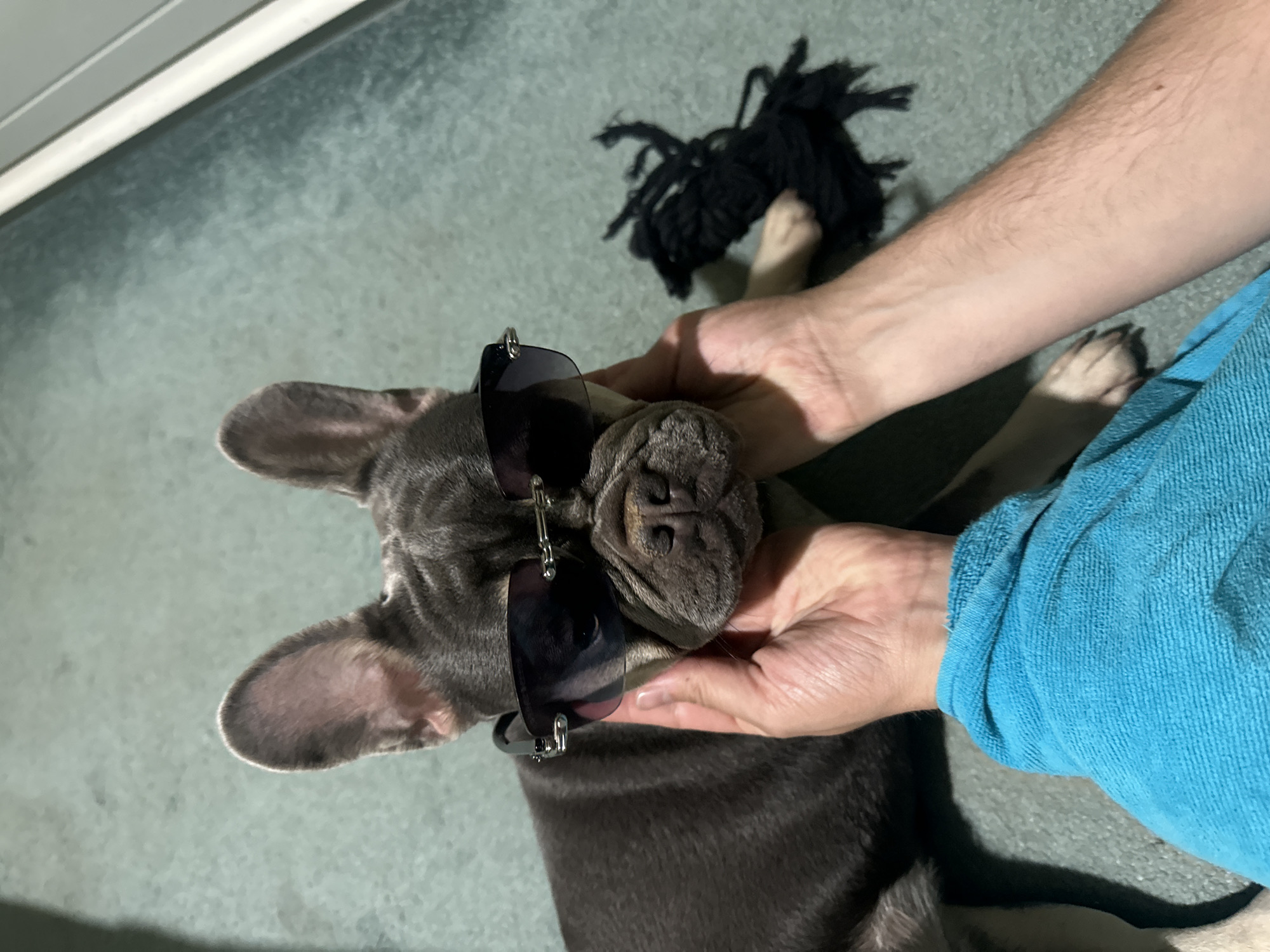 The image presents a high-angle, close-up view of a gray French Bulldog puppy interacting with a person indoors. The puppy is lying on its back or side, facing upwards, with its head gently cradled by a person's hands. A pair of dark, reflective sunglasses are perched on the puppy's face, covering its eyes and part of its nose, giving it a humorous and stylized look. The puppy's prominent, upright ears and wrinkled snout are visible around the frames of the sunglasses.
One of the person's arms, partially covered by a blue, textured fabric (resembling a towel or robe sleeve), is visible on the right side of the frame. The other hand supports the puppy's head from the left. The puppy's light-colored paws are visible in the background, near the person's arms. In the upper right background, a black, stringy or fringed object, possibly a pet toy, rests on the floor.
The setting appears to be an indoor environment with a greenish-gray carpet or floor. A light-colored baseboard or trim can be seen along the upper left edge of the frame. The lighting suggests an indoor setting, likely with artificial light. The overall mood is playful and affectionate, capturing a charming moment between a pet and its owner. No visible text is present in the image.
