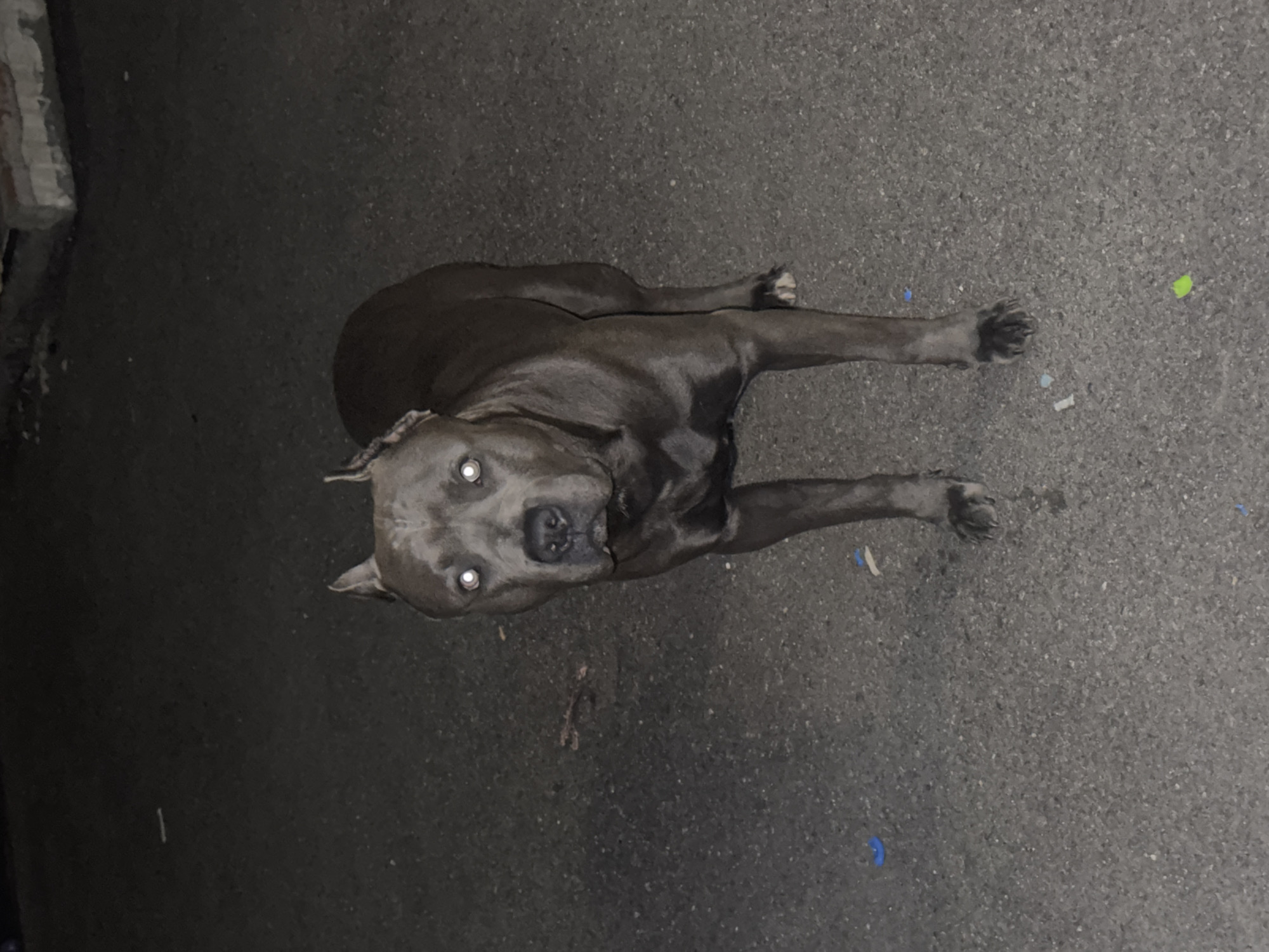 A medium shot captures a muscular, dark gray pit bull standing on asphalt in an urban environment. The dog's eyes are illuminated with a bright white reflection, giving them an intense stare. Its ears are erect, and its head is tilted slightly. The background is dark and appears to be an outdoor area with scattered debris, including small colorful objects that could be bits of confetti or plastic. A weathered concrete structure is visible in the upper right corner of the frame. The overall lighting suggests it is nighttime or a very dimly lit area. The scene is consistent with a location in Pyatigorsk, Russia, characterized by urban infrastructure and public spaces.