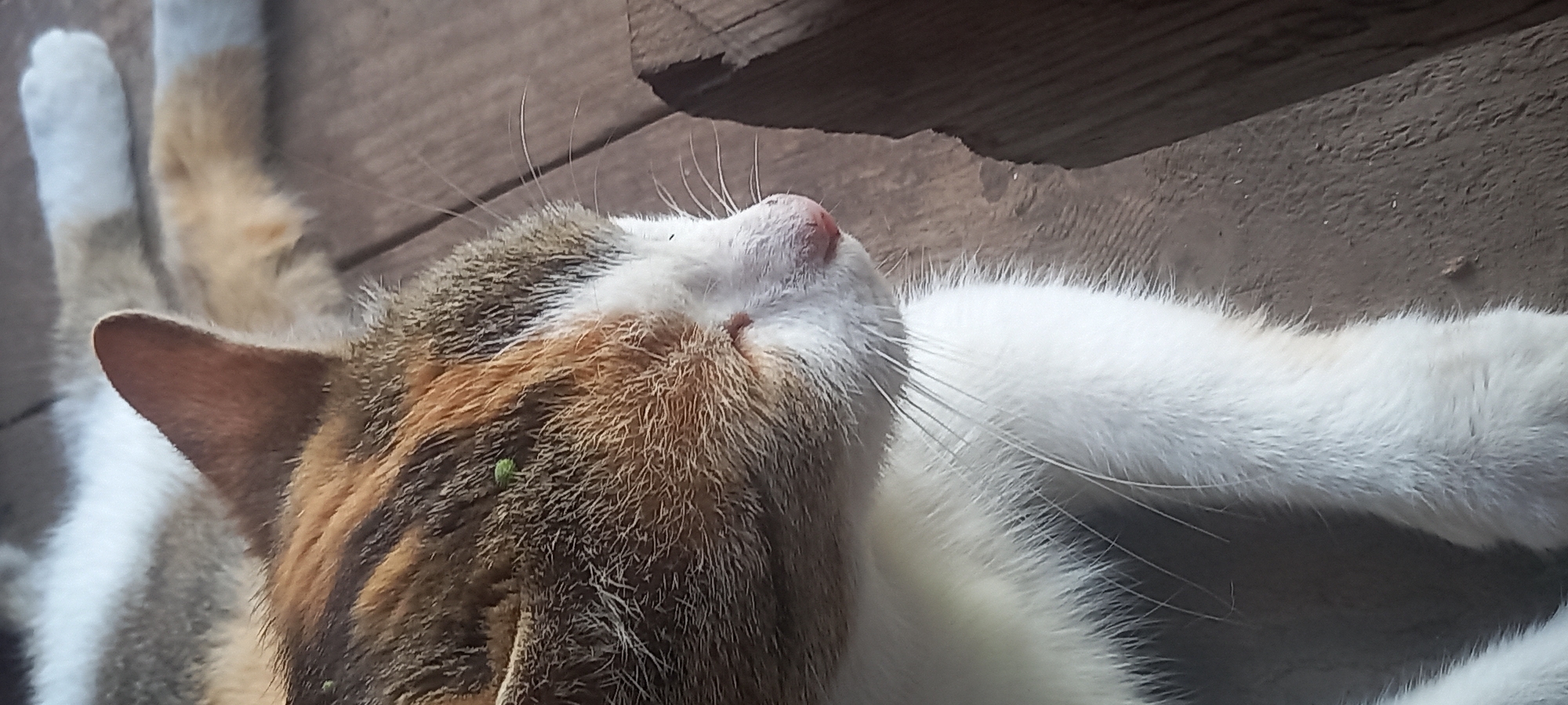 A domestic feline, exhibiting a calico/tortoiseshell coat pattern with patches of white, brown, and orange-ginger fur, is depicted in a right-profile view. The animal is resting on a surface composed of dark brown, weathered wooden planks. Its head is oriented towards the right, with eyes appearing closed or in a relaxed state. The right ear is visible and reddish-brown. White whiskers extend from the muzzle, which features a pinkish nose. A small, bright green object, possibly botanical debris, is embedded in the fur on the cat's forehead area. The lower face, chin, and chest are covered in dense white fur. In the background, partially visible and blurred, are the cat's hind legs and paws, which also display white and tan fur. The scene is illuminated by strong directional sunlight, creating distinct highlights and shadows. A dark, wooden, rectilinear object, possibly a post or beam, is partially visible along the right edge of the frame. The location is in Kryvyi Rih, Ukraine.