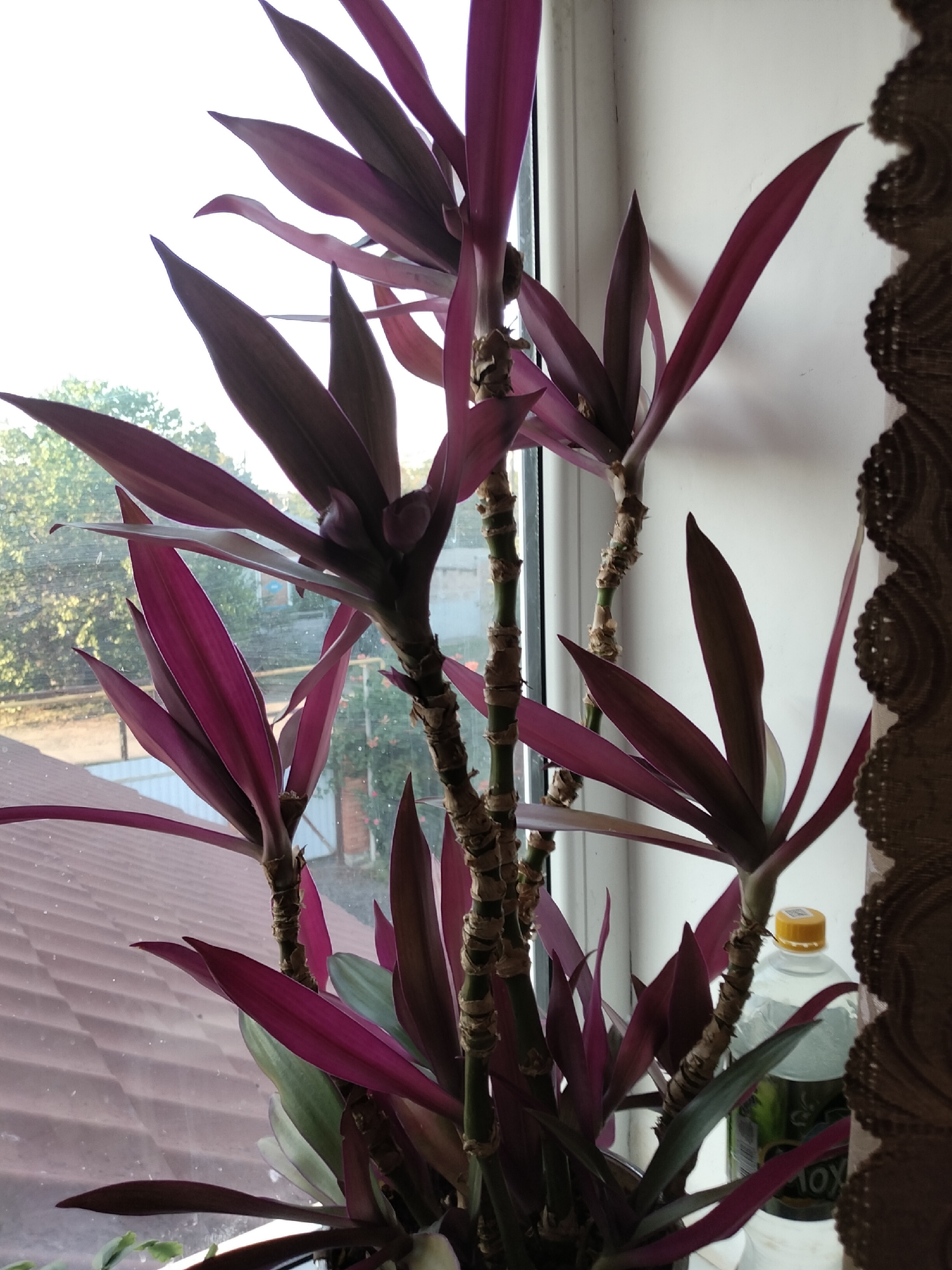 A purple-leaved plant, likely Tradescantia spathacea, is positioned on a windowsill, with its fronds reaching upwards. The plant has a thick, segmented stem, and its leaves are a deep purple on the upper side and green on the underside. Behind the plant, a window reveals an outdoor scene with a tiled roof, trees, and buildings, suggesting an urban or suburban environment in Nizhnedonskoy, Russia. The light filtering through the window indicates it is daytime, likely morning or afternoon. To the right of the plant, a translucent plastic bottle with a yellow cap is visible, possibly containing water. A patterned curtain or blind is partially visible on the far right edge of the frame, adding a domestic element to the scene. The overall impression is of a houseplant kept indoors near a window, with a view of the outside world.