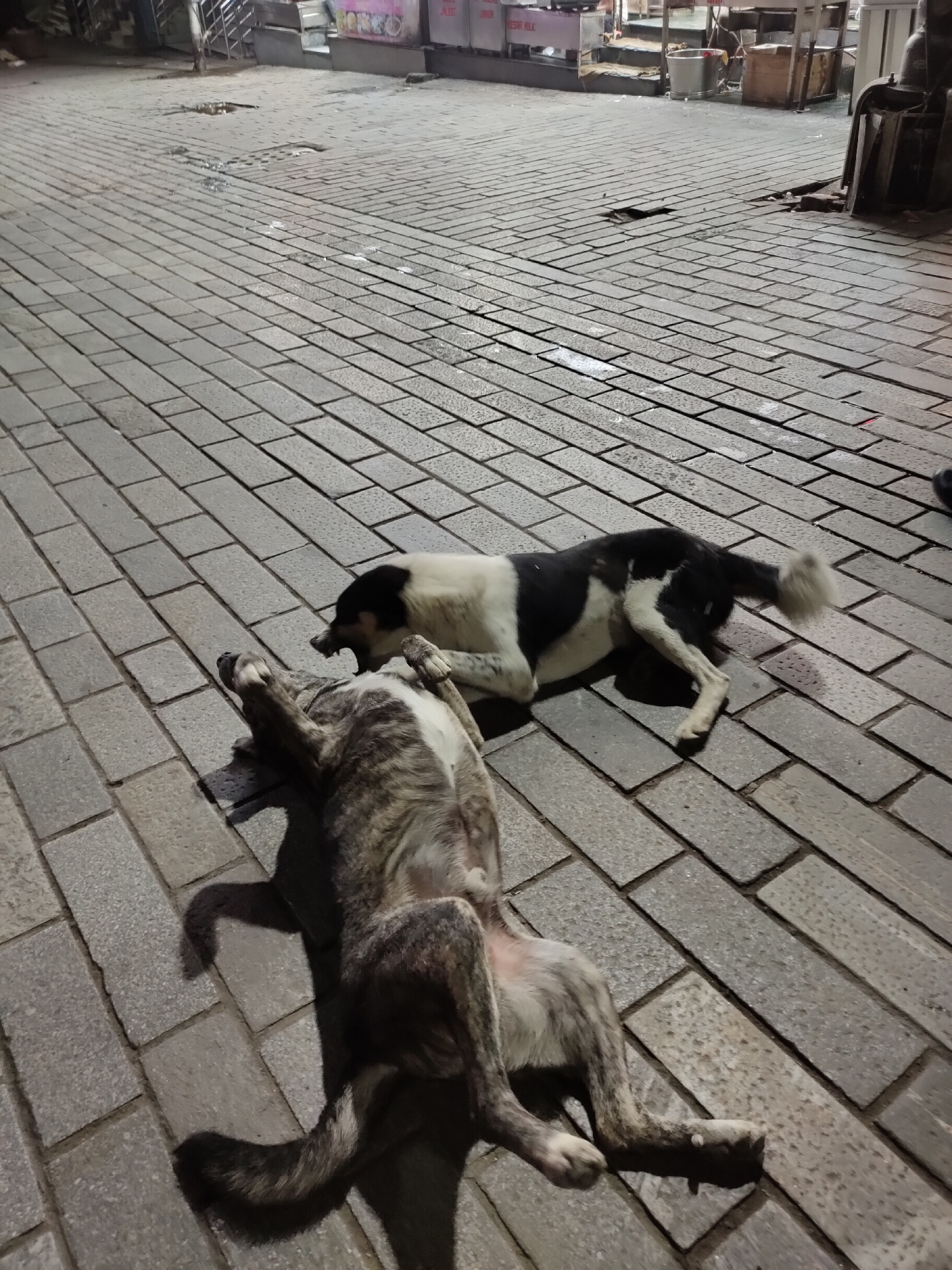The image depicts two dogs resting on a cobblestone street at night. The dog in the foreground is lying on its back with its legs extended, revealing its striped brindle coat. The dog in the background is lying on its side with its head turned to face the foreground dog, displaying a black and white coat. The street is paved with rectangular grey stones, and there are some puddles of water on the ground, suggesting recent rain. In the background, there are hints of street-side vendors or shops with illuminated signs and structures. The lighting suggests an urban environment at dusk or night. There are no people visible in the image. The scene is likely from a public area in Manali, India, given the cobblestone paving and the presence of street vendors, which are common in tourist areas of the city.