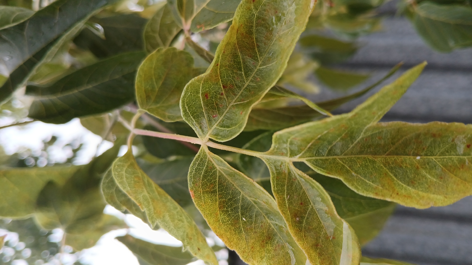 The image is a close-up, vertical shot of green and yellow leaves on a tree. The leaves have a rough texture and visible veins, with small reddish-brown spots scattered across their surface. Some leaves appear slightly wet. In the background, out-of-focus green leaves and a blurred sky are visible. At the bottom, a grey, ribbed surface, possibly a fence, is present. The scene suggests an outdoor environment, possibly in a park or garden. The location is identified as Astana, Kazakhstan. There are no people or animals in the image.
