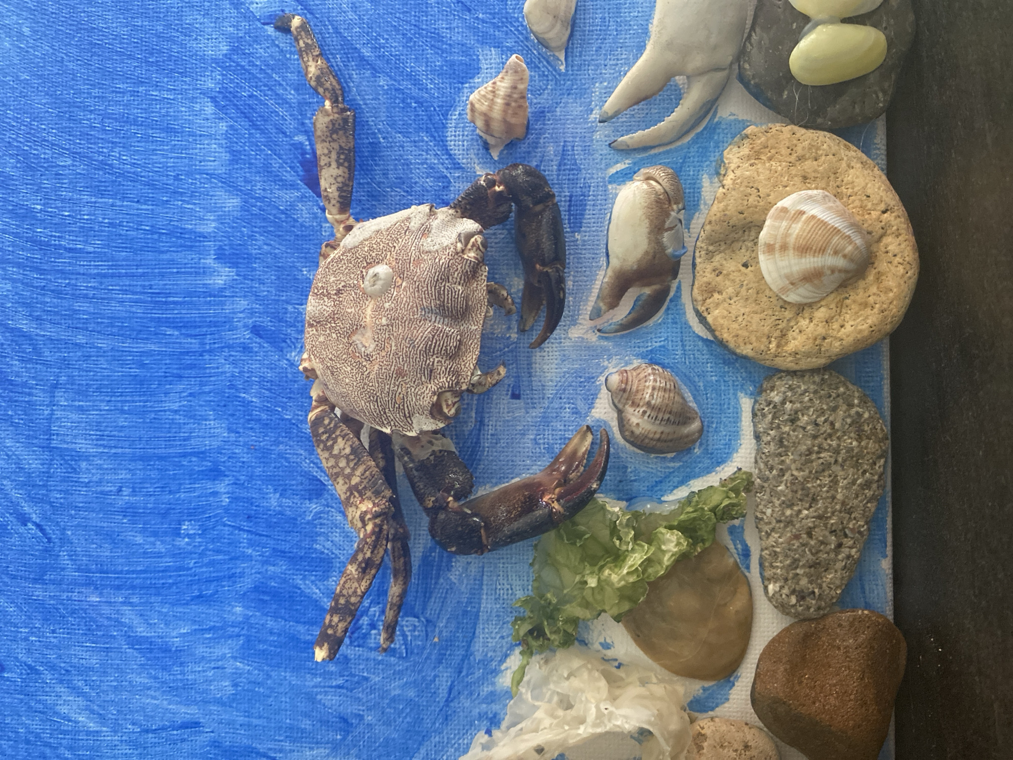 The image shows a still life arrangement on a blue textured background, possibly representing water. The central subject is a dried crab with its legs spread out. Scattered around the crab are various seashells, pebbles, and some green seaweed. There are also what appear to be two light-colored, oval objects, possibly shells or sea glass, on the lower right side. The background is a vibrant blue with visible brushstrokes. The overall scene is static and appears to be a decorative display or a crafted piece. There is no discernible location in the city of Blagoevgrad, Bulgaria, as the image depicts a collection of natural objects arranged as a still life, not a scene from a specific geographic area.