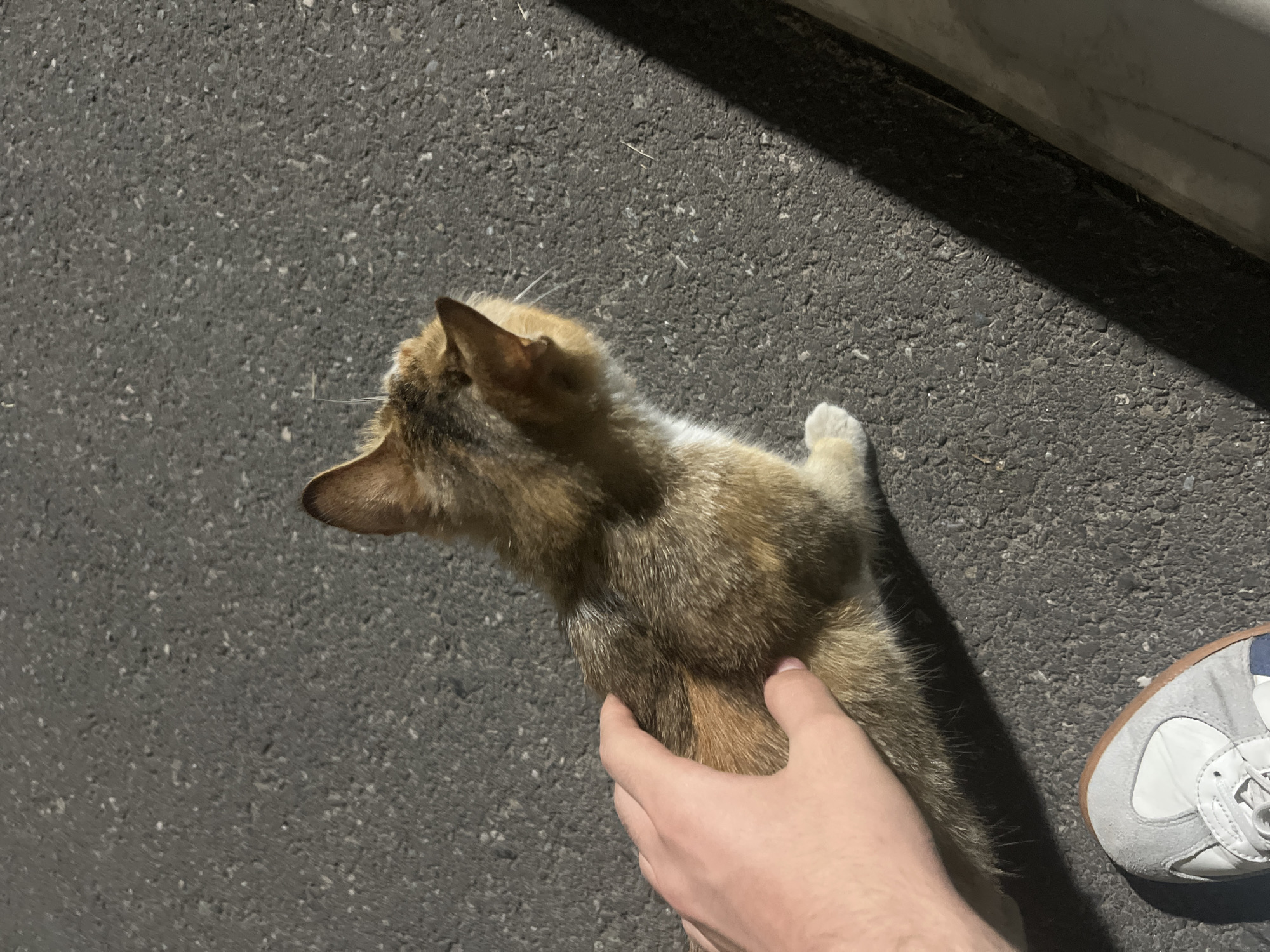 The image presents a top-down view of a person petting a cat on a dark asphalt surface, presumably a street or sidewalk. The cat is calico-colored, with a mix of brown, white, and black fur. The person's hand is visible as they pet the cat's back. A portion of a white and gray athletic shoe with a brown sole is visible in the lower right corner of the image. The background is a dark, textured surface that could be asphalt. A light-colored structure or curb is visible along the top right corner. The lighting suggests that the photo was taken in the evening or under artificial light. Based on the information provided in the prompt, it cannot be confirmed that the location of the image is Yerevan, Armenia.