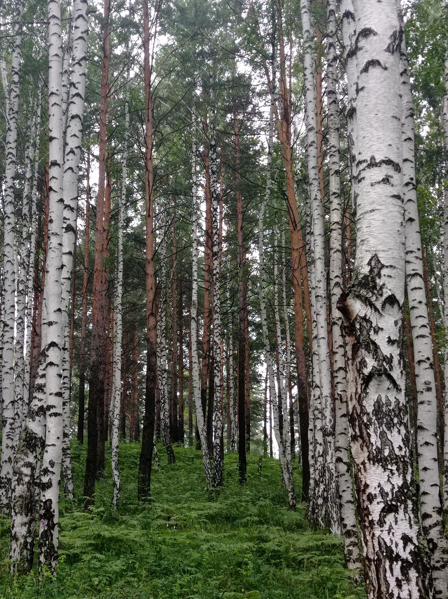 A dense forest of birch and pine trees fills the frame, with lush green ferns covering the forest floor. The trees are predominantly slender, with white bark marked by dark, irregular patterns characteristic of birch trees. Some pine trees with reddish-brown bark are interspersed among them. The ground slopes upwards, creating a layered effect of vegetation. The sky is overcast and appears hazy, suggesting a cloudy day. There are no people or animals visible in the image. The scene is indicative of a natural woodland environment, possibly on the outskirts or within a natural reserve area.