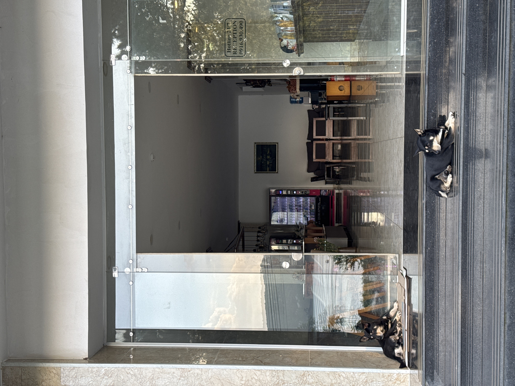 The image depicts the entrance to a building with large glass doors. Two dogs are resting on the steps in front of the entrance. One dog is lying down on the lower steps, while the other is sitting near the glass doors. Inside the building, a reception area is visible with furniture, a vending machine, and decorative items. A sign on the glass door reads "Hotline 24/7 RECEPTION 0916.930.490". The overall scene suggests a welcoming atmosphere, possibly a hotel or guesthouse in Da Lat, Vietnam, given the architectural style and the presence of a reception area.