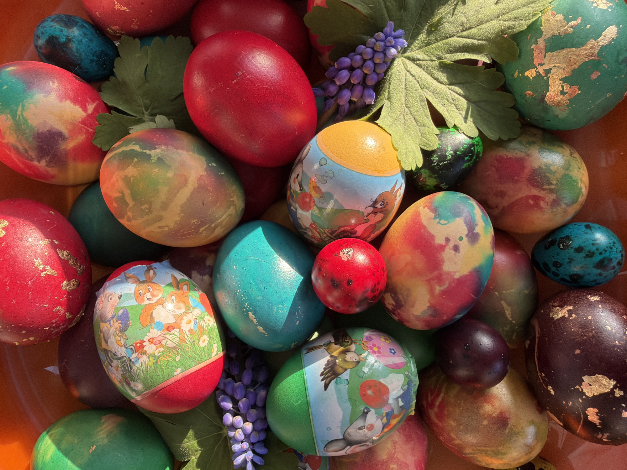 A high-angle, close-up shot depicts a colorful assortment of Easter eggs nestled together amongst greenery and small purple flowers. The eggs vary in color and design, including solid hues of red, green, and blue, as well as speckled and tie-dyed patterns. Some eggs are adorned with cartoon stickers featuring animals. Gold leaf accents are visible on some of the eggs. The leaves are green with distinct lobes. The small purple flowers appear to be grape hyacinths. The overall arrangement suggests a festive, celebratory atmosphere. No specific details indicate this image was taken in Silistra, Bulgaria.