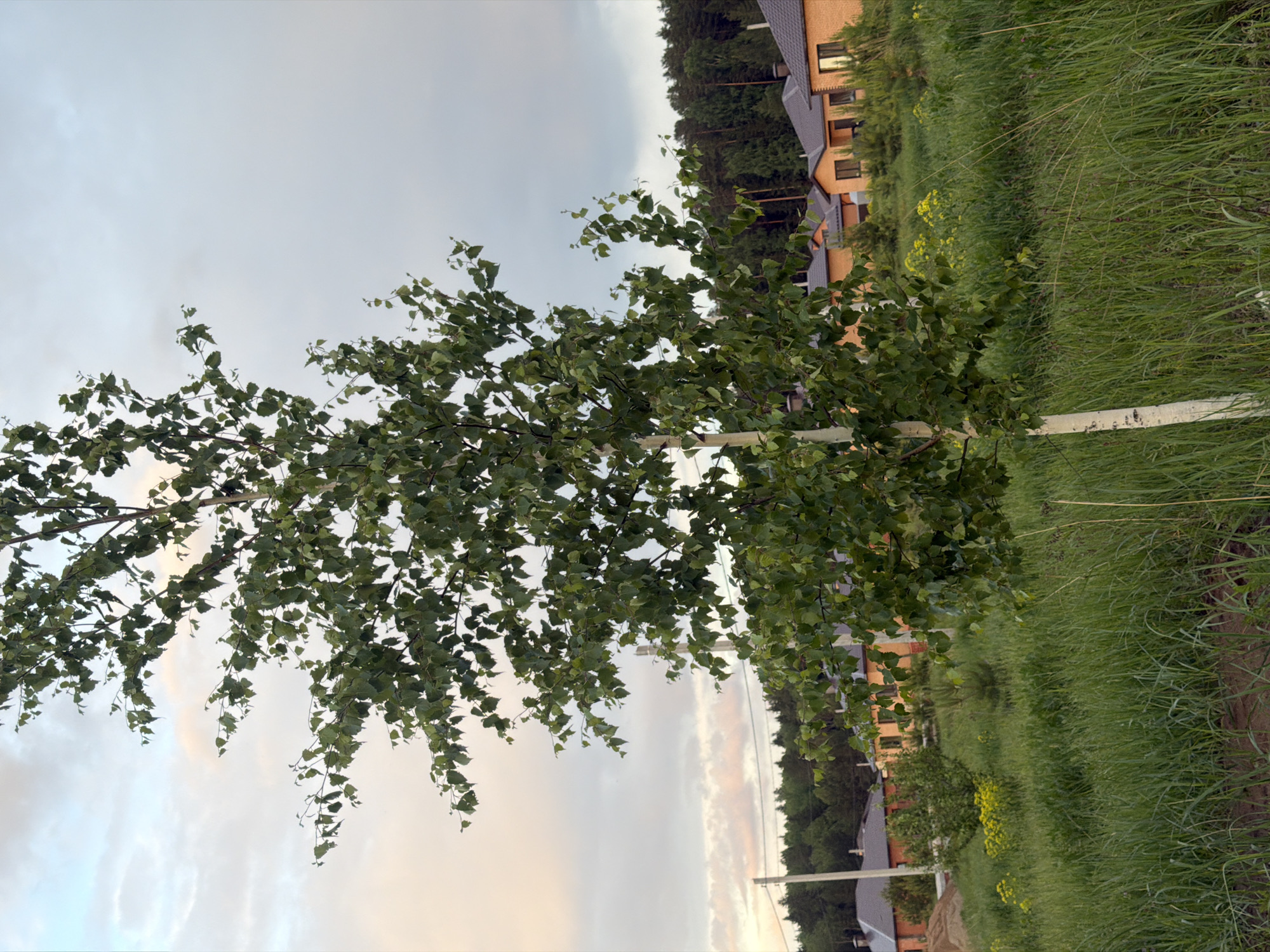 The image shows a birch tree with green leaves standing in a grassy area. Behind the tree are residential buildings and a wooded area, suggesting the location is a suburban or semi-rural part of a city. The sky is overcast with faint light, potentially indicating sunrise or sunset. The image appears to have been rotated or taken with the camera sideways. Since the city mentioned is Chaikovsky, Russia, the architectural style of the buildings could be consistent with that region. There are no visible people in the scene. The long grass suggests the area is either a lawn, field, or park, likely near the residential buildings.