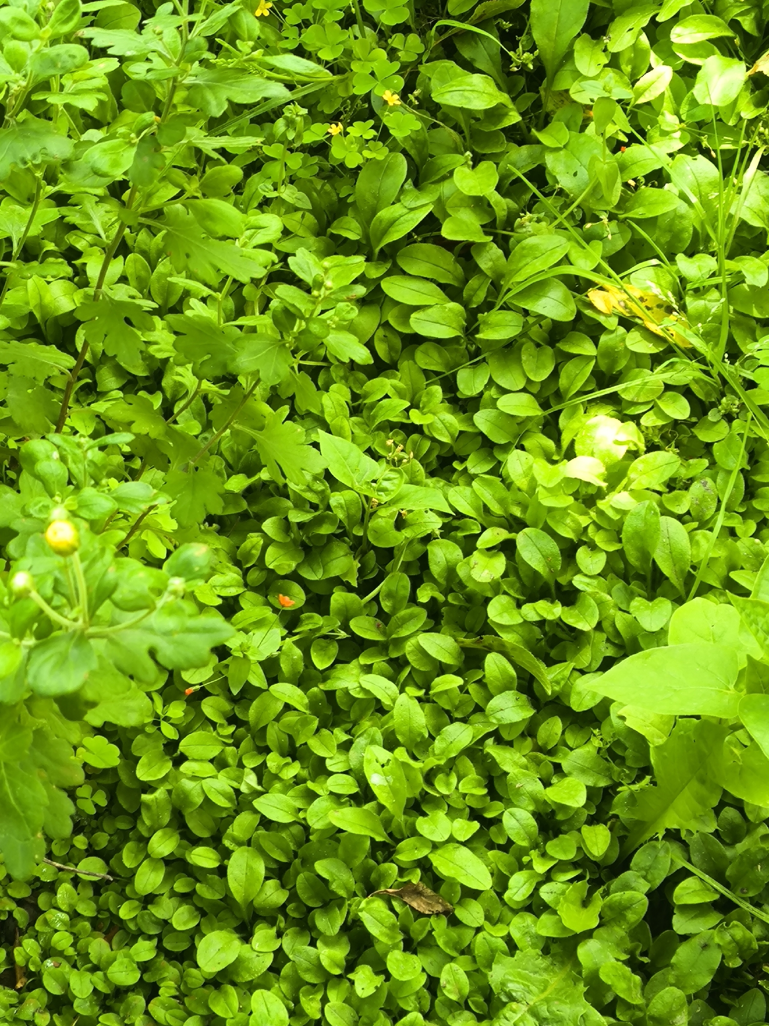 A close-up, overhead shot shows a dense, vibrant green ground cover of small, oval leaves. A few larger, serrated leaves are visible, particularly on the left side of the image. In the upper portion, several tiny yellow flowers dot the green expanse. A single orange flower with a thin stem is present in the lower central area. The lighting is bright, creating some highlights and shadows throughout the foliage. The image is a natural scene, likely outdoors, with no human presence or man-made structures discernible.