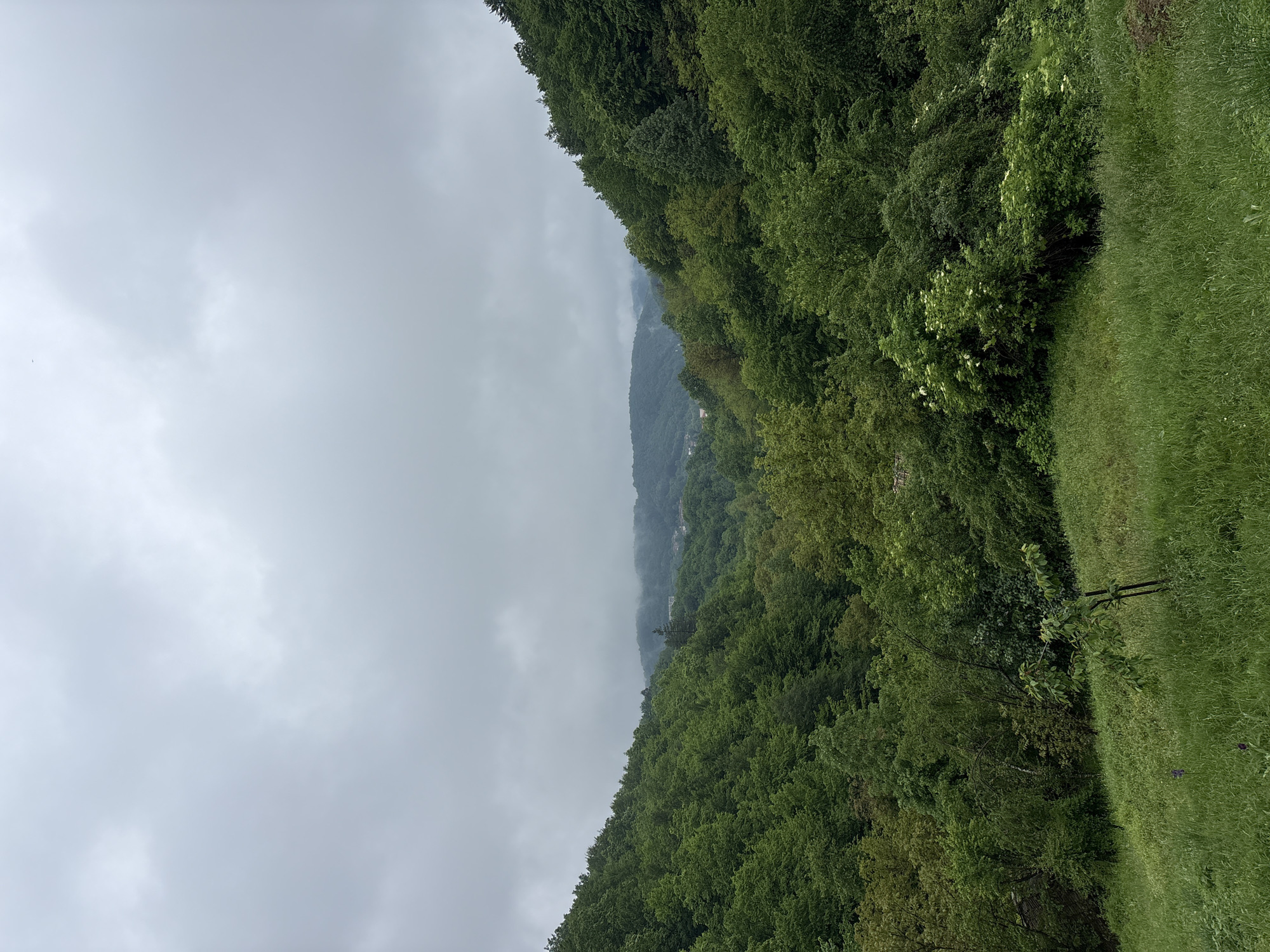 The image presents a landscape in Plachkovtsi, Bulgaria, characterized by dense greenery under a cloudy sky. Forests dominate the scene, covering the slopes of the mountains. On the right side of the image, a field with tall green grass is visible. The overcast sky obscures distant features, contributing to a subdued and possibly rainy atmosphere.