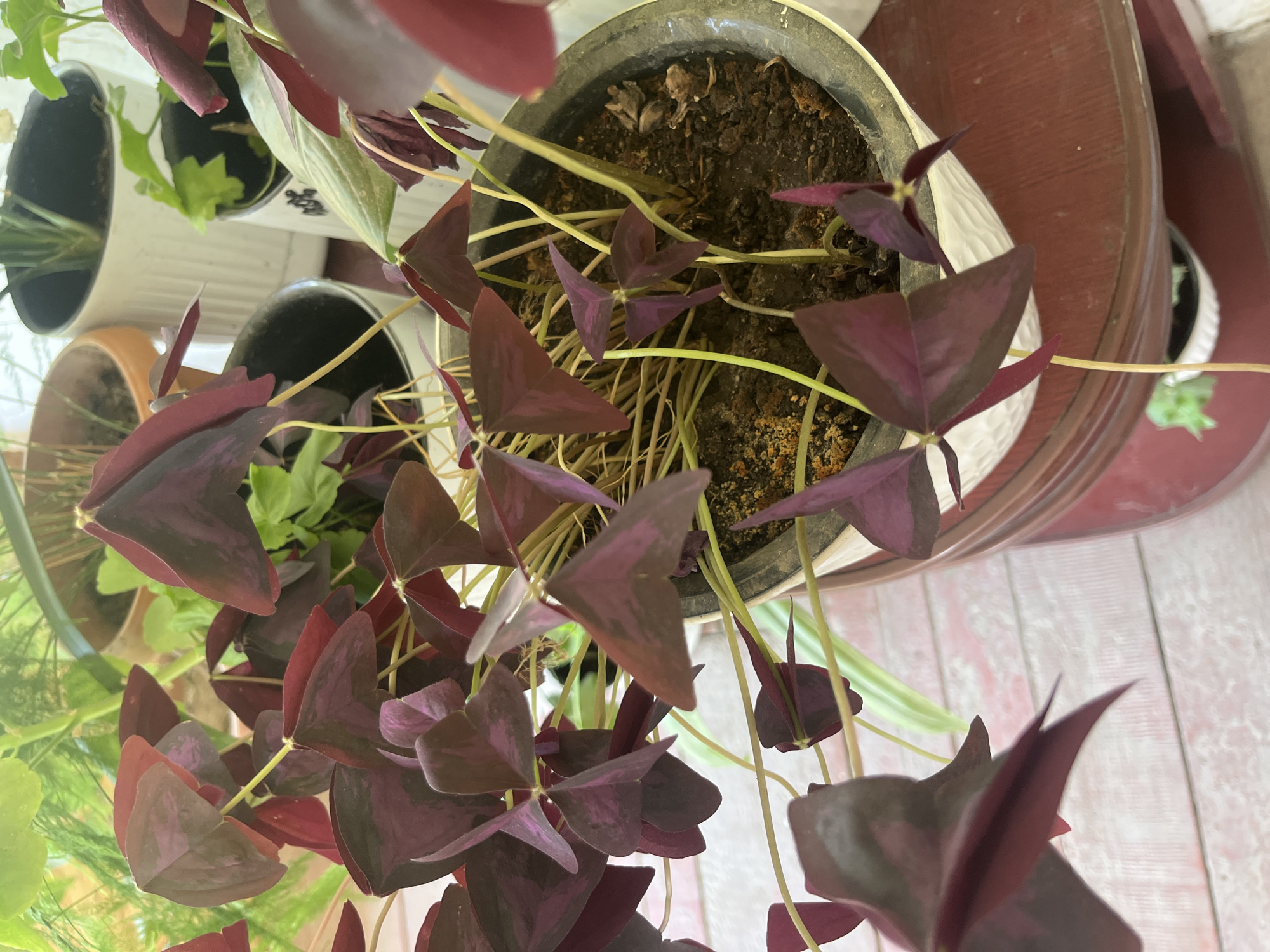 A close-up, eye-level shot focuses on a potted plant with heart-shaped, deep purple leaves. The leaves are arranged in clusters on thin, pale green stems. The plant is in a textured, dark gray pot with a white rim, which sits on a dark red, circular surface. The background shows other potted plants in various containers, some with green foliage and others with brown soil. The surface beneath the pot is a light pink and white wooden planked surface. The scene appears to be indoors or in a covered outdoor area, possibly a balcony or patio, given the presence of multiple potted plants. The lighting is soft, suggesting natural daylight. There are no people visible in the image. The location in Batken City, Kyrgyzstan, is not determinable from the visual information provided.