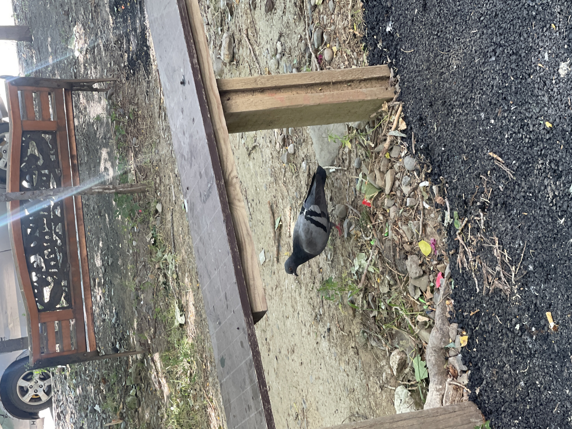 A pigeon stands on the ground near a wooden bench with metal detailing in Tbilisi, Georgia. The pigeon is facing left and has gray and black feathers. The ground is covered in dirt, gravel, and some dry leaves. The bench is made of wood and metal and is in the background. Part of a car is visible on the left side of the image. The overall environment appears to be an outdoor public space.