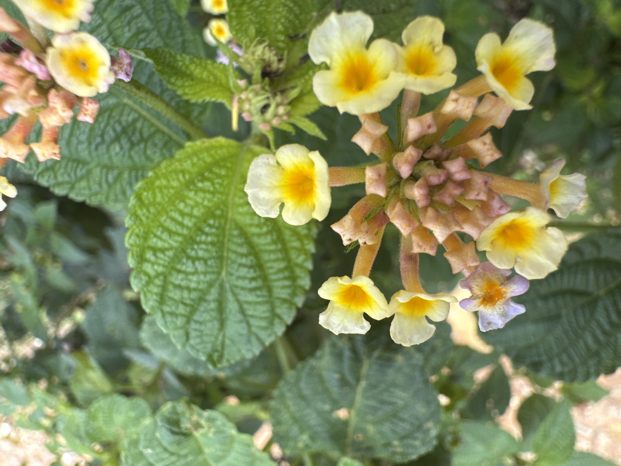 The image is a close-up shot of a cluster of small flowers with yellow and white petals and orange centers. Some of the flowers are in full bloom, while others are still buds. The flowers are surrounded by lush green leaves. The background is blurred, suggesting a shallow depth of field. The lighting is natural, and the overall tone of the image is bright and cheerful. The scene appears to be outdoors, possibly in a garden or park. There are no people or animals visible in the image. The image does not contain any information about its location in the city of Unknown, Unknown.
