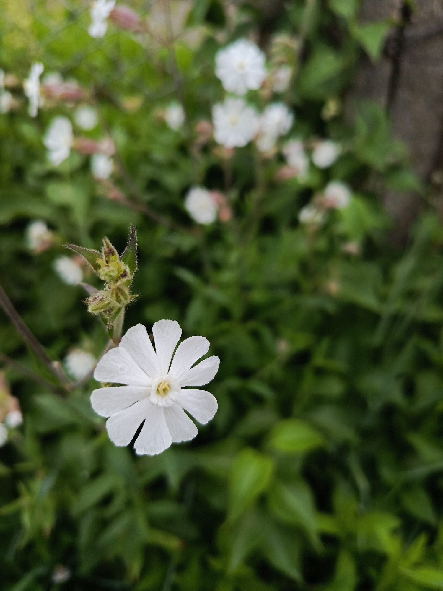 A close-up, eye-level shot captures a single, delicate white flower with five petals in sharp focus. The flower is positioned in the lower-left quadrant of the frame. Its center displays a pale yellow hue. Behind the prominent flower, the background is softly blurred, revealing more white flowers, green foliage, and the muted texture of a fence. The environment suggests an outdoor setting, possibly a garden or park in Chaikovsky, Russia. No people or animals are present. The lighting is diffused, indicating an overcast day or shade.