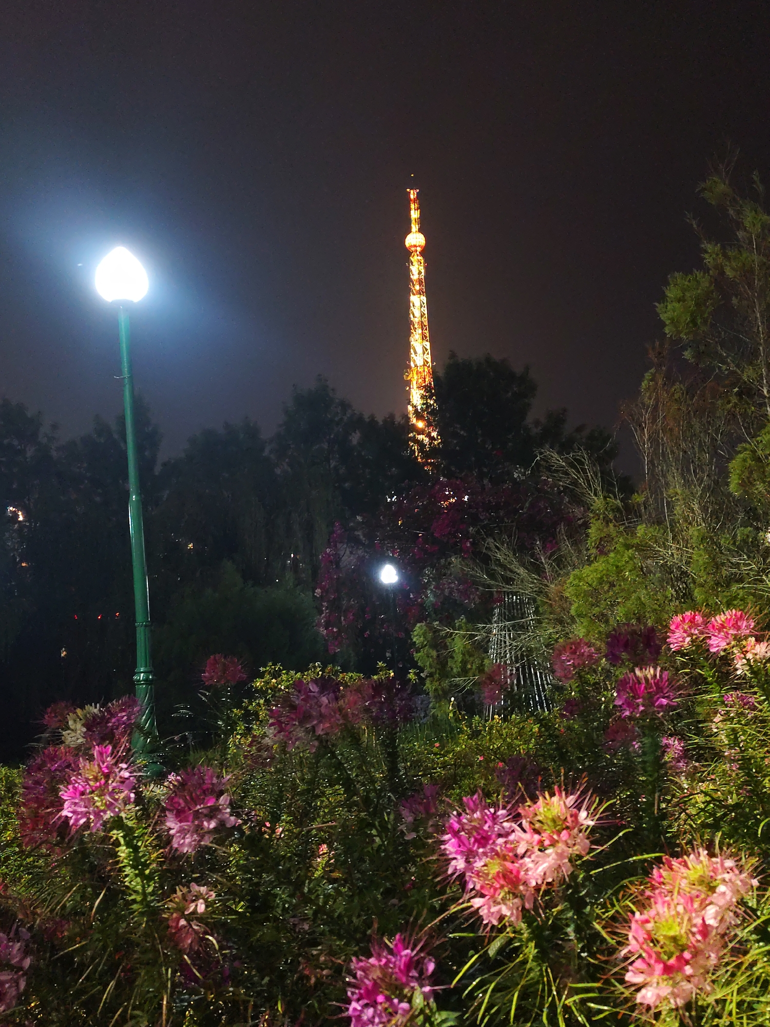 The image captures a vibrant night scene in what appears to be a landscaped garden or park in Da Lat, Vietnam. The sky is dark, indicating nighttime, with a subtle glow on the horizon on the far right.
A tall, green streetlamp with a distinctive white, heart-shaped light fixture stands prominently on the left side of the frame, emitting a bright white light that illuminates the surrounding area and part of the foreground.
In the background, a striking, tall tower, reminiscent of an observation or communication tower, stands illuminated with warm, golden-orange lights. Its intricate structure, comprising multiple sections, glows brightly against the dark sky, serving as a focal point.
The foreground and mid-ground are rich with dense foliage and an abundance of colorful flowers, predominantly in shades of pink, purple, and fuchsia, with some lighter green elements. These flowers appear to be a variety with delicate, spiky petals, possibly *Cleome* (spider flowers), and are brightly lit by ambient light, making their details and colors stand out. Dew drops or water droplets are visible on some of the leaves and petals, glistening under the lights.
Dark trees and shrubs form a dense backdrop, partially obscuring the lower sections of the tower and creating a contrast with the illuminated elements. The scene is devoid of any visible human activity or text. The overall impression is one of serene beauty, highlighting the contrast between artificial lights and the natural environment at night.