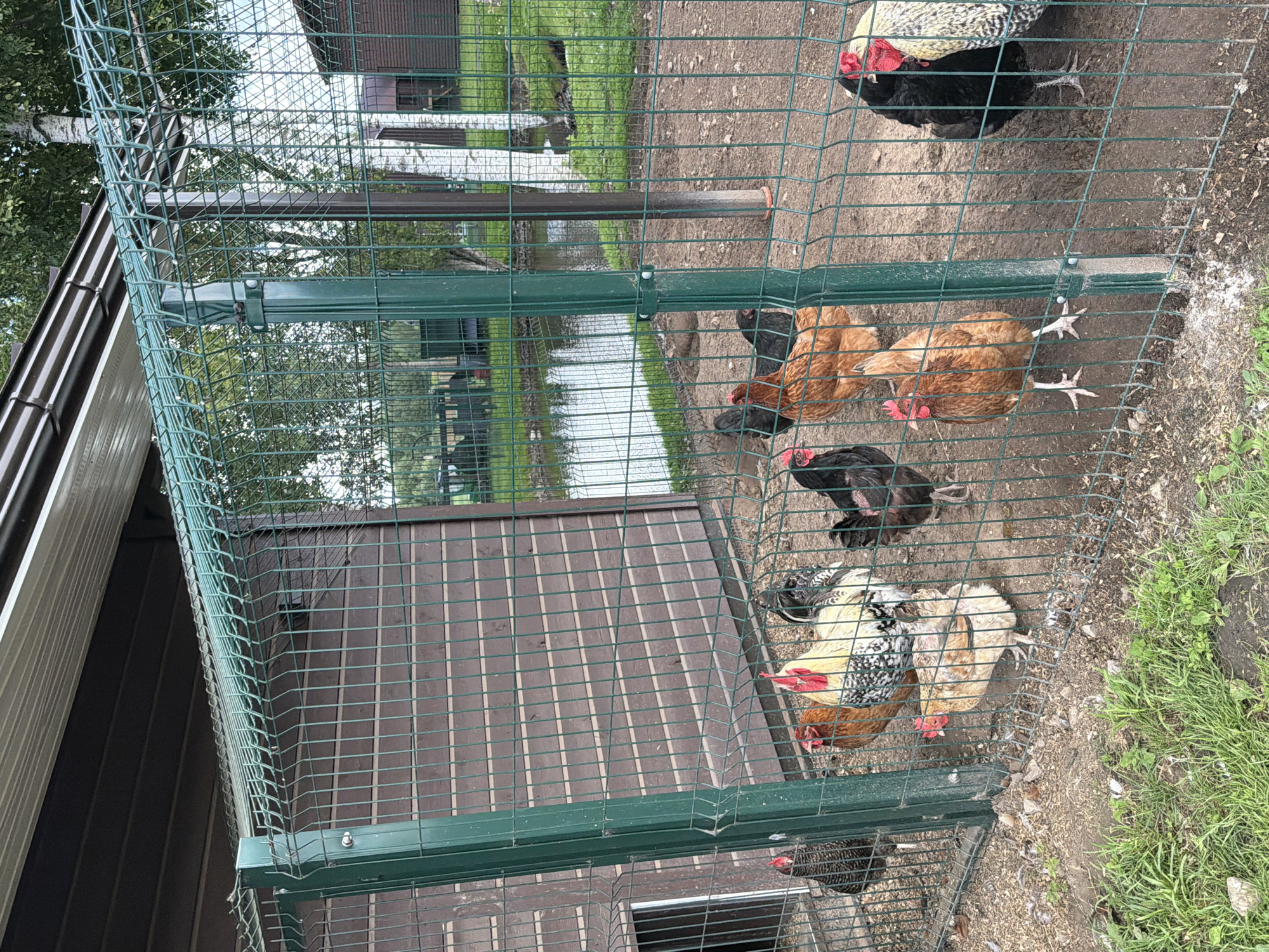 In Vārpas, Latvia, within an outdoor enclosure, several chickens are visible. The enclosure features a dark brown wooden structure with a white opening on the left side, and a green wire mesh fence surrounding the area. Outside the fence, a body of water is present, bordered by green grass and trees. The ground within the enclosure is a mixture of dirt and scattered feathers. The chickens, varying in color from black and white to brown and patterned, are standing and walking on the ground. The scene captures a typical farm or rural setting.
