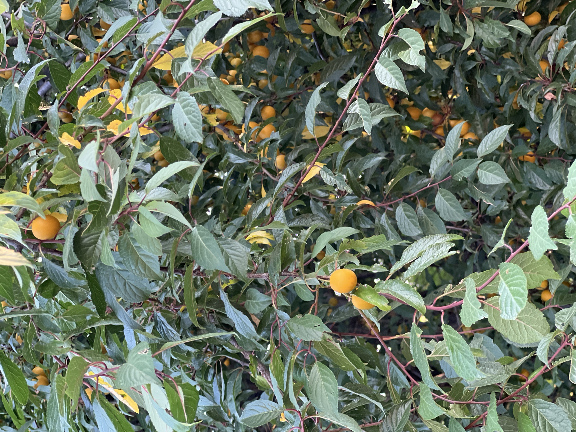 A close-up, slightly overhead shot captures a dense canopy of a plum tree in Fontanka, Ukraine. The tree is laden with ripe, small, round plums, predominantly a vibrant orange-yellow hue, interspersed with dark green, serrated leaves and thin, reddish-brown branches. Some leaves are beginning to turn yellow, suggesting the onset of autumn. The lighting is diffused, creating soft shadows and highlighting the glossy texture of the fruit and foliage. The scene is purely natural, with no human presence or man-made objects visible.