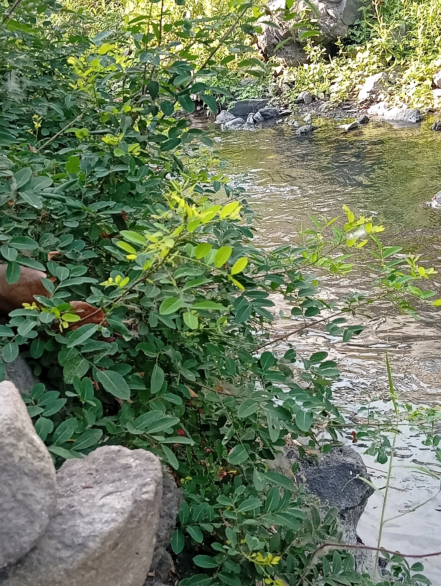 The image shows a close-up view of lush green foliage and a body of water, likely a stream or river, bordering a rocky embankment. The vegetation is dense, with small, oval-shaped leaves and some delicate yellow flowers. The water has a rippled surface, reflecting the surrounding greenery and sunlight. Large, grey rocks are visible in the foreground and along the bank, some partially submerged in the water. The scene appears to be a natural setting, possibly a park or a natural reserve. Without any specific landmarks or identifying features, pinpointing the exact location within Kediri City, Indonesia, is not possible from the visual information alone. The image captures a tranquil natural scene with abundant plant life and flowing water.
