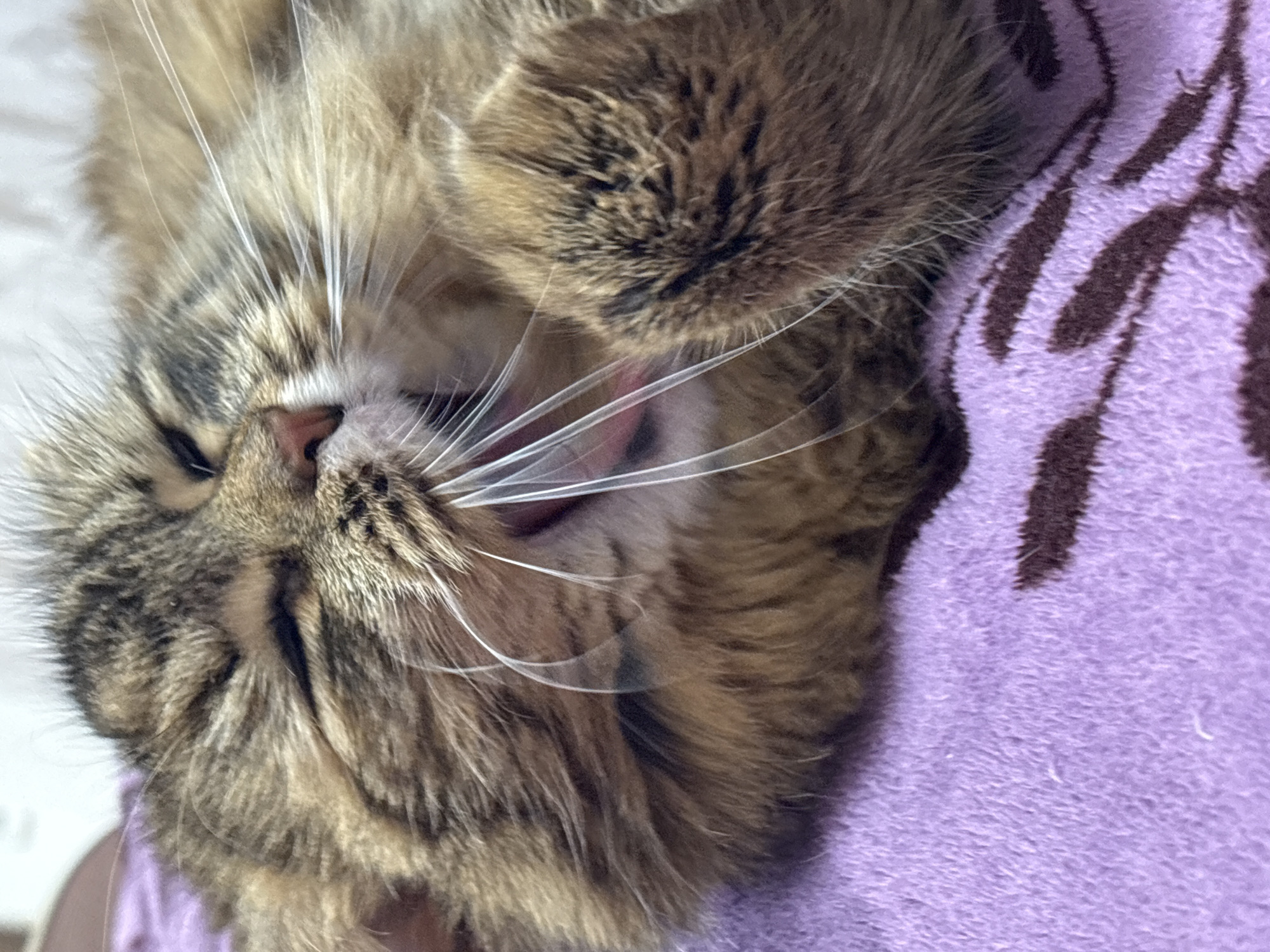 The media file presents a close-up, vertically oriented image of a domestic cat in a moment of yawning or stretching. The cat is a long-haired tabby with a coat primarily featuring shades of brown and tan, accentuated by darker tabby stripes. Its prominent white whiskers fan out from its muzzle, and its eyes are closed or squinted as its mouth is wide open, revealing a pink tongue and the inside of its mouth. One of its front paws is curled up and resting near its head, partially covering its forehead, contributing to the impression of a comfortable stretch or sleepy posture.
The cat is situated on a soft, fluffy purple blanket or fabric, which is adorned with darker brown, abstract striped or swirling patterns and fills the right side of the frame and extends beneath the cat. A light-colored, presumably white, soft surface is visible in the background behind the cat's head on the upper left. A section of a human arm or hand, showing light skin tone, is partially visible in the bottom-left corner, suggesting interaction or close proximity with a person. The overall scene depicts a relaxed and intimate moment, likely indoors within a home setting, in Perm, Russia. There is no visible text in the image.