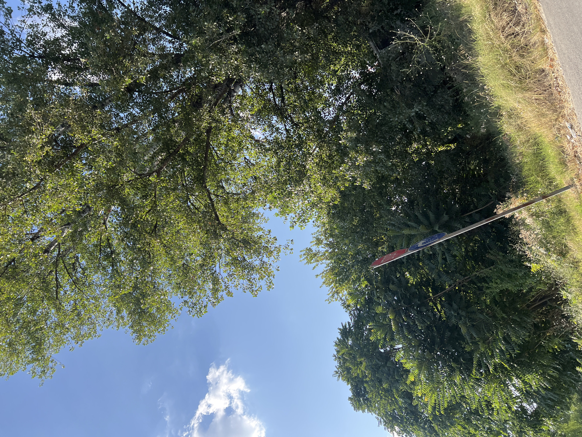 The image depicts a view looking upwards towards a bright blue sky with a few scattered white clouds. Lush green trees dominate the scene, their leaves creating a dense canopy. In the foreground and mid-ground, various types of trees are visible, some with lighter green, feathery leaves and others with darker, broader foliage. A traffic signpost with red and blue circular markers stands vertically to the right of center. The ground is covered with dry, yellowing grass and some scattered leaves, suggesting a natural or roadside environment. The overall impression is of a sunny day in an outdoor setting, likely in a park or along a rural road in Branipole, Bulgaria.