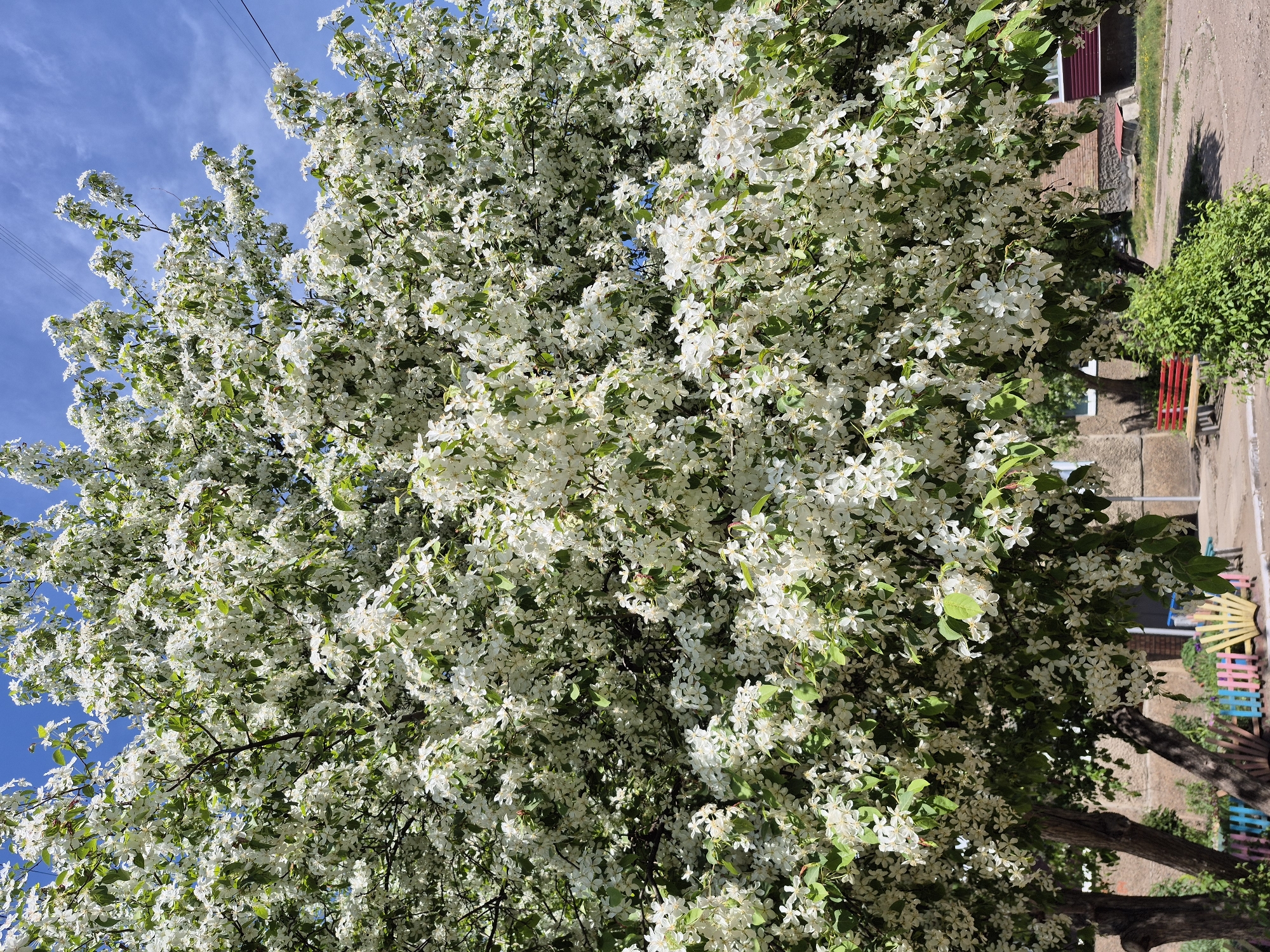 This image depicts a residential scene in Kansk, Russia, centered on a large, deciduous tree in full spring bloom. The tree is densely covered with small, white, five-petaled flowers and green leaves, almost entirely filling the frame. Gaps in the canopy reveal a clear blue sky with scattered white cirrus clouds, with power lines visible in the upper right. Below the tree, a paved or dirt ground surface is present. On the left, two tree trunks emerge from the bottom, bordering a low, multi-colored picket fence in shades of blue, pink, yellow, and green. A light-colored building is partially visible behind this area. On the right, a red wooden park bench is positioned near a compact green bush, with a brick building featuring dark red window elements further in the background. The scene is illuminated by strong natural daylight, and no human figures are present.