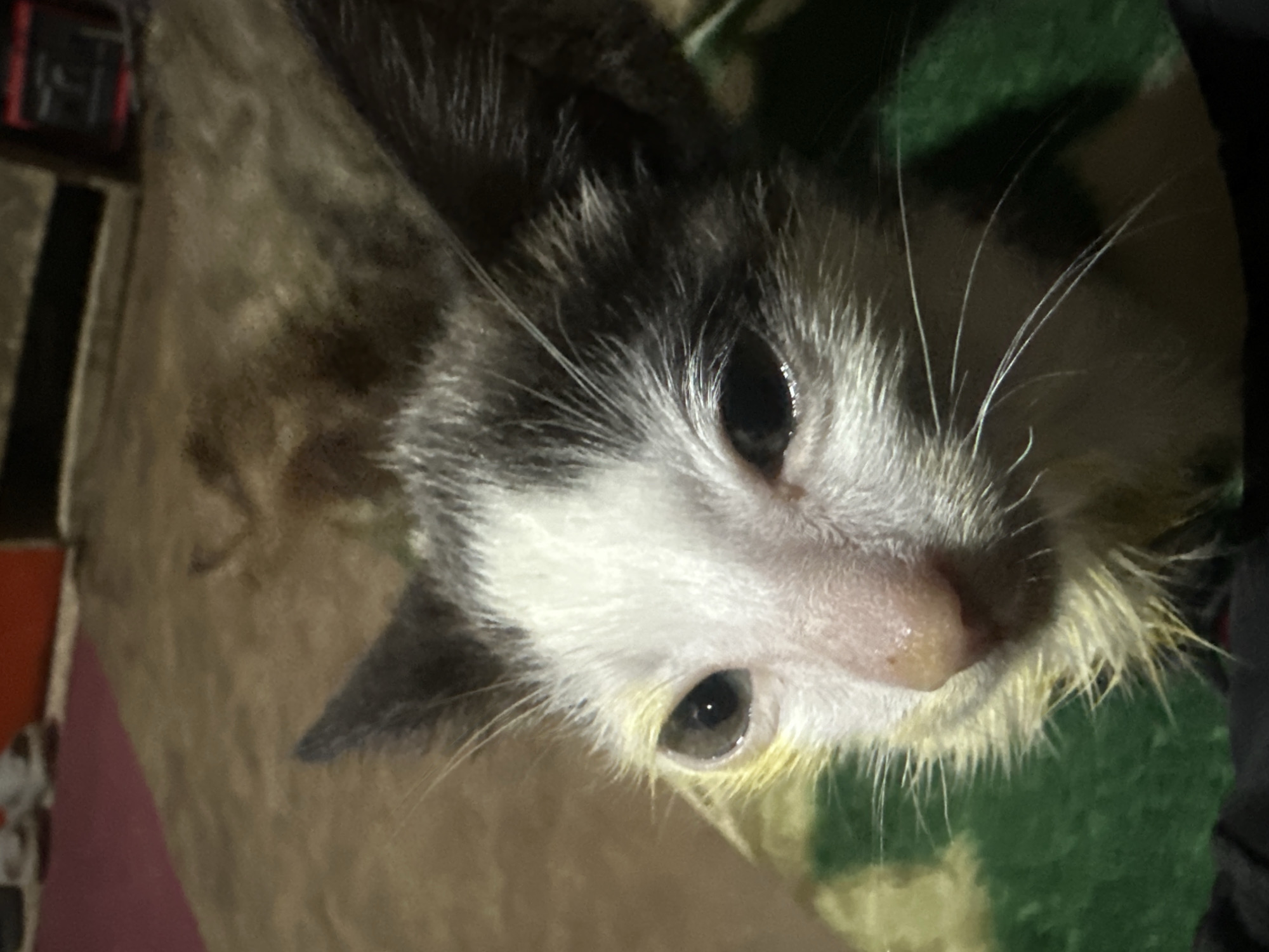 The image shows a close-up, low-angle shot of a black and white kitten's face. The kitten's eyes are open and appear slightly watery. Its fur is partially matted and stained yellow around its muzzle and on its cheeks. The kitten is resting on a green and white checkered fabric, possibly a blanket, which is in turn placed on a brown, textured surface. In the blurred background, there are hints of furniture and what appear to be shoes on a red surface. The lighting is dim, casting shadows and highlighting the kitten's features. The scene is indoors. The provided context indicates this image is related to the city of Jos, Nigeria, suggesting the kitten may be a stray or recently rescued within that geographic area.