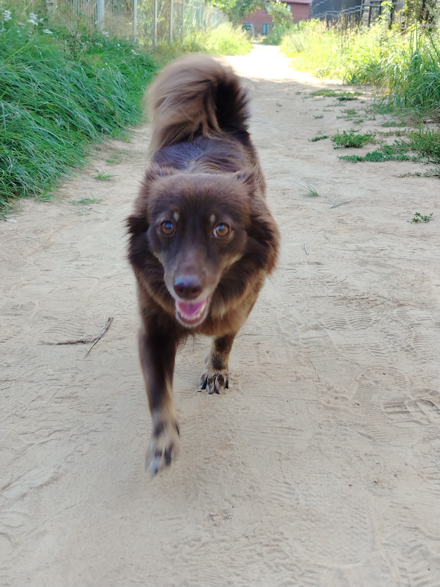 A medium-sized, brown, long-haired dog with bright, intelligent eyes and a fluffy tail is walking towards the camera on a dirt path. The dog's mouth is open, and its tongue is visible, suggesting it might be panting or excited. The path is surrounded by tall green grass on the left and right, with a fence in the background. In the distance, there are some buildings and trees, indicating a rural or semi-rural setting in Noviy, Russia. The ground is sandy and shows tire tracks, possibly from a vehicle. The lighting suggests it is daytime, with sunlight illuminating the scene. The dog's fur is well-groomed and appears healthy. The overall impression is one of a friendly and curious animal in an outdoor environment.