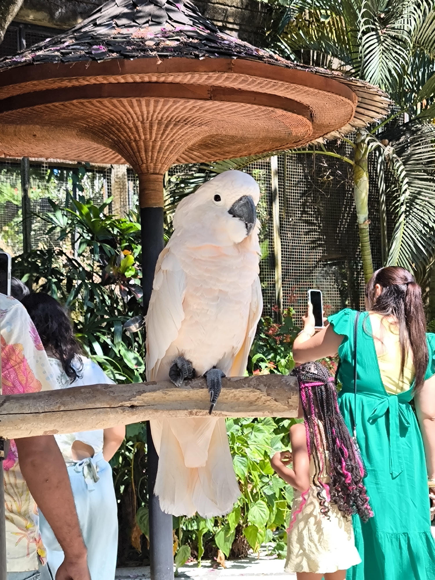 In Sukawati, Bali, Indonesia, a large, pale pink cockatoo is perched on a wooden branch. The bird is facing left, with its head slightly tilted and its dark eyes visible. Its beak is dark gray. The cockatoo's feathers are ruffled, and its claws grip the branch.
Behind the cockatoo, a woman in a vibrant green dress is taking a photo of the bird with her smartphone. To the left of the woman, a young girl with braided hair adorned with pink streaks is looking at the cockatoo. Further to the left, parts of two other people are visible, one wearing a white top with a floral pattern and the other a light blue outfit.
The scene is set outdoors, under a large, thatched-roof structure. Lush green foliage and palm trees are visible in the background, suggesting a tropical environment. The overall impression is a tourist interaction with wildlife, likely at a zoo or animal sanctuary.