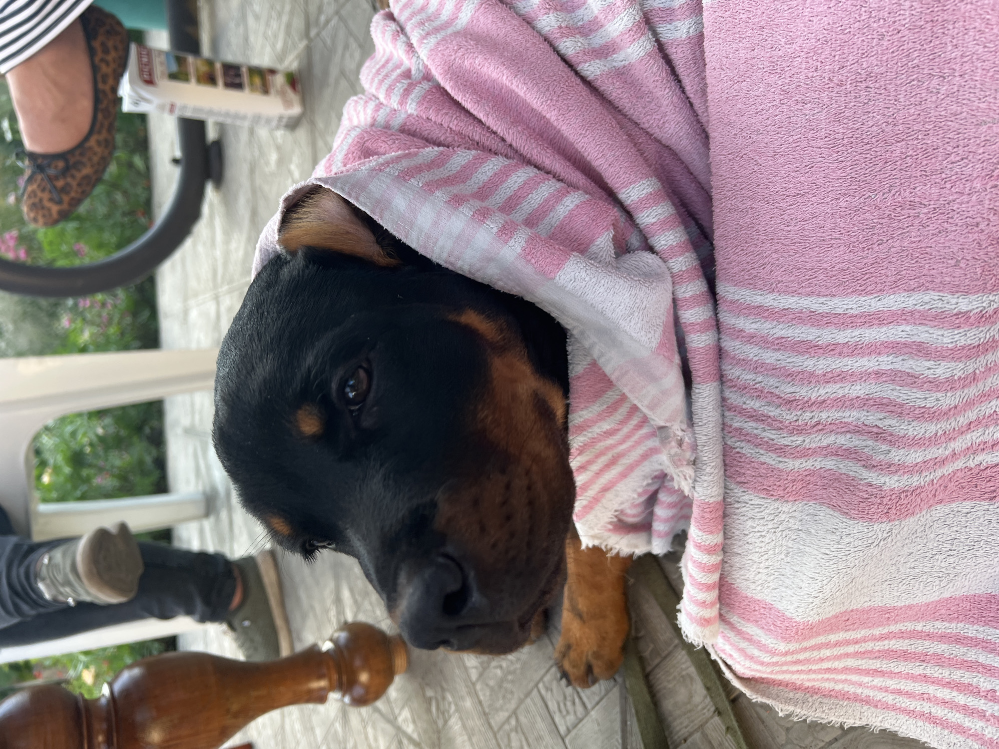 An adult Rottweiler dog is wrapped in a pink and white striped towel, lying on a patio with tiled flooring. The dog's head is resting on its paws, and its eyes are open, looking towards the camera. In the background, a person's legs are visible, wearing dark pants and green athletic shoes. Another person's foot, wearing a leopard-print flat shoe, is also visible, along with a portion of a white paper carton. The environment appears to be outdoors, possibly a yard or garden, with greenery and flowers in the background. The lighting suggests it is daytime. The scene is located in the city of Biysk, Russia.