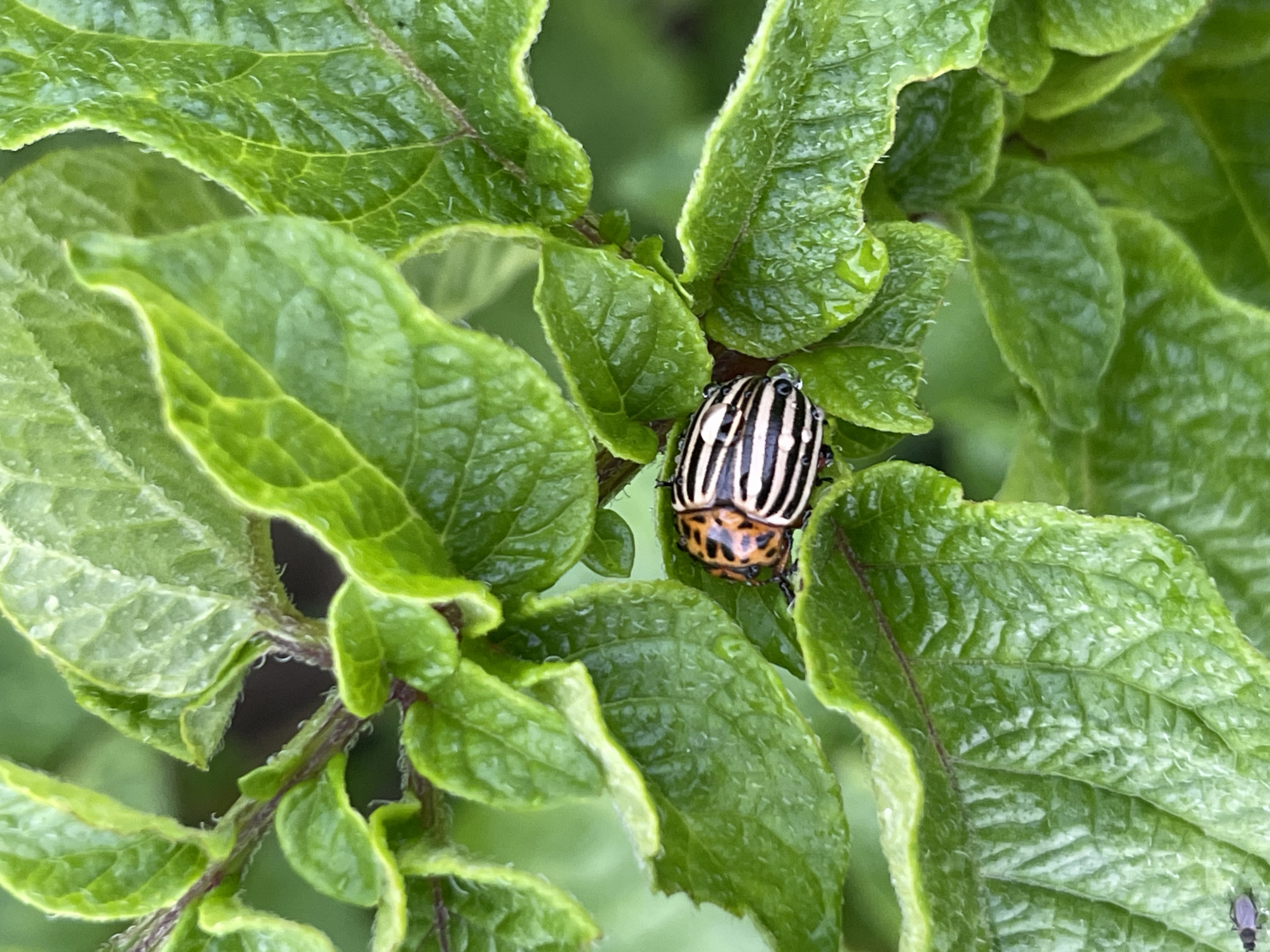 A close-up, eye-level shot shows a Colorado potato beetle on a green potato plant. The beetle is in the center-right of the frame, with its black and white striped elytra prominently displayed. Its orange underside and legs are also visible. The beetle is resting on a textured, green leaf with numerous water droplets scattered across its surface. The surrounding leaves of the potato plant are also green and appear slightly wet, suggesting recent rain or dew. The background is blurred, indicating a shallow depth of field, with soft green tones of foliage. The lighting suggests it is daytime, possibly overcast or with dappled sunlight, given the absence of harsh shadows. There are no people or text visible in the image.