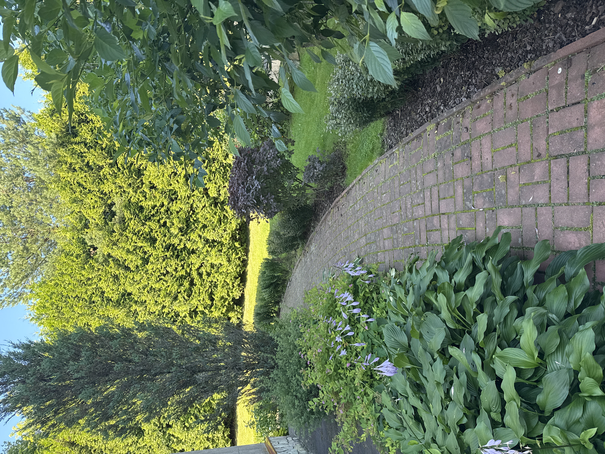 The image depicts a paved brick pathway winding through a lush, green garden. Tall, dense evergreen trees form a backdrop, their vibrant foliage catching the sunlight. In the foreground, large-leaved hosta plants with delicate purple flowers spill onto the path. To the right of the path, a variety of shrubs and trees create layers of greenery. The path itself is made of reddish-brown bricks, some showing patches of moss and small weeds growing between the joints. The scene suggests a well-maintained private garden, possibly in a suburban or rural setting. The location is identified as Yukki, Russia. There are no people visible in the image.