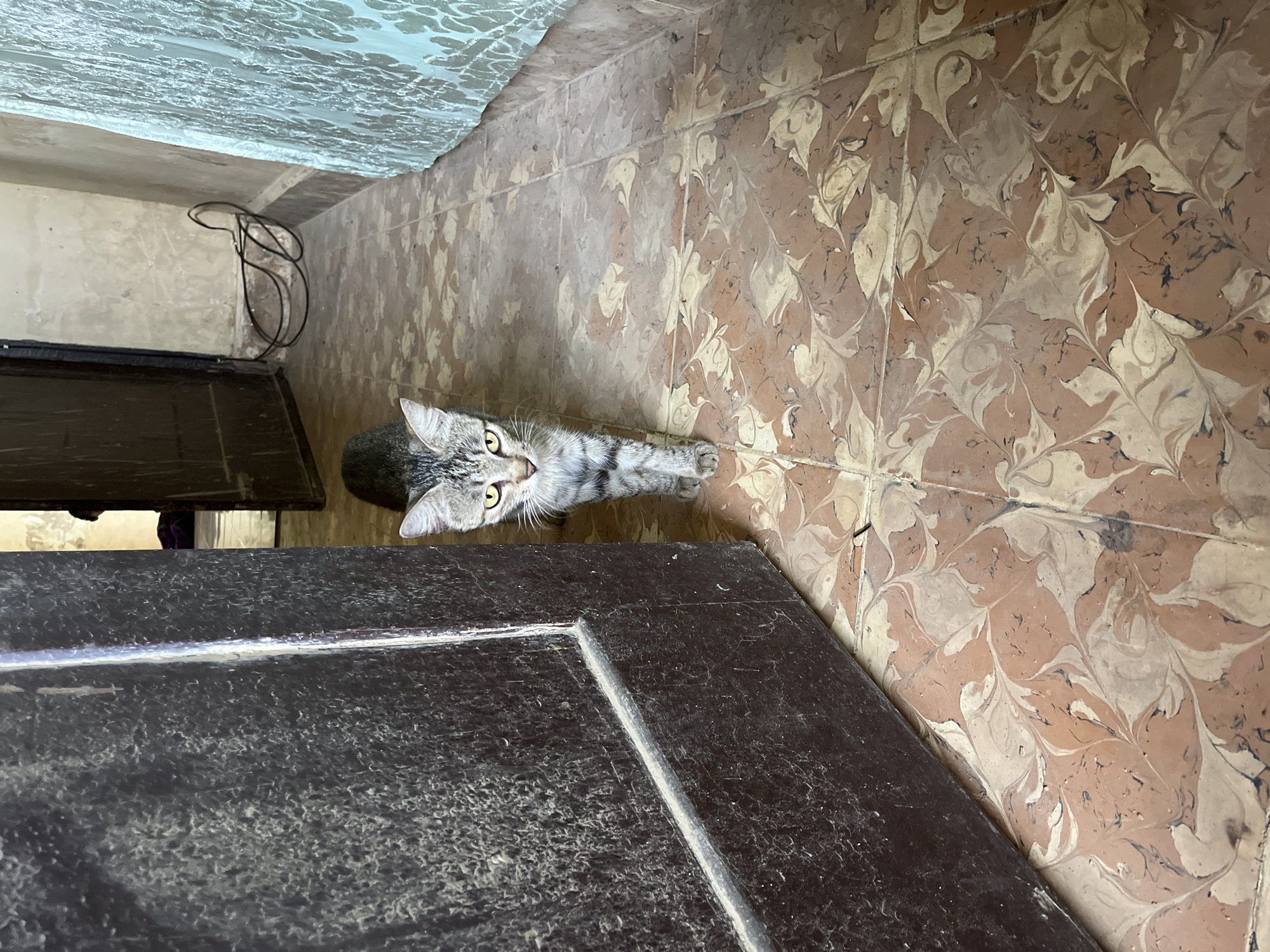A young tabby cat with yellow eyes stands on a floor with ornate brown and cream patterned tiles. The cat is facing the camera, with its body angled slightly to the left. To the left of the cat is a dark brown door, its surface dusty and textured. To the right, a light blue patterned curtain hangs. The background shows a dimly lit room with a doorway leading further into the building, revealing a dark interior and a closed door. The overall environment appears to be indoors, likely within a residential setting in Kota Kuala Simpang, Indonesia.