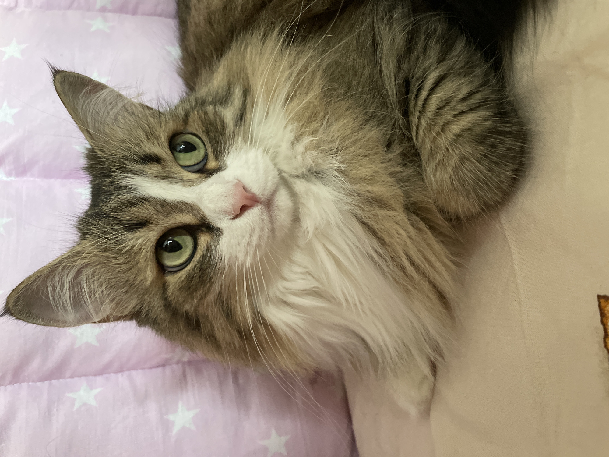 A fluffy, medium-haired cat lies on a pink quilt with white stars, head tilted upwards. The cat has a white face with brown and grey markings on its head and body, and green eyes. It has a pink nose and long white whiskers. Part of a beige pillow or surface is visible to the right. The image was taken indoors, and there's no evidence it's specifically in Izhevsk, Russia.