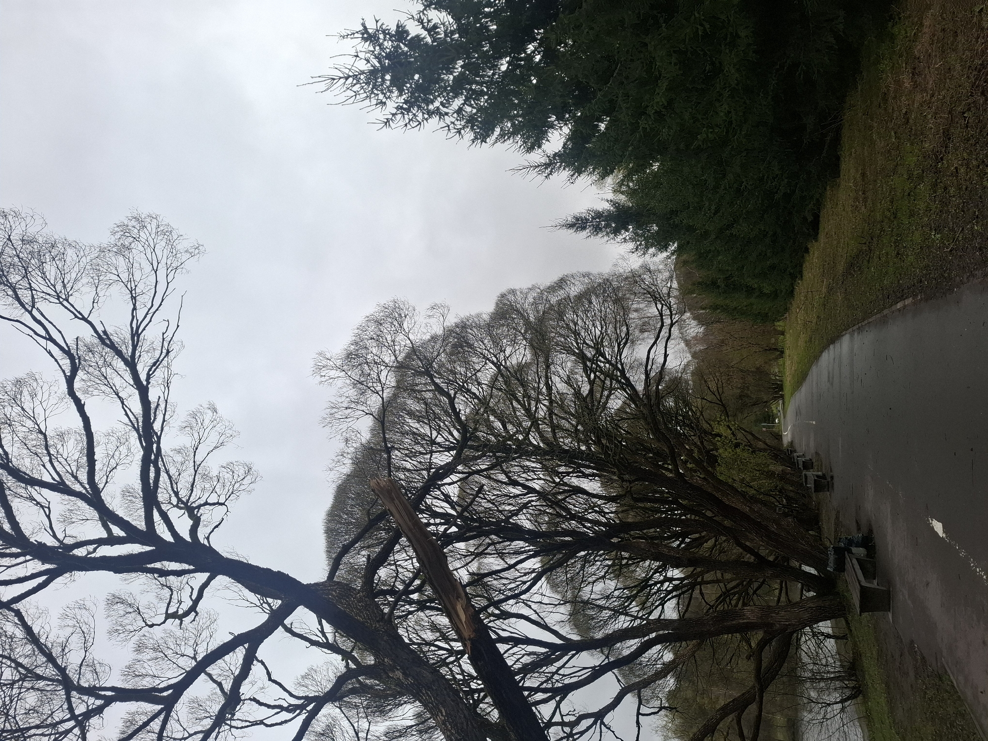 The image depicts a serene park scene on an overcast day. A wide, wet asphalt path, possibly a walkway or road, curves gently from the foreground into the distance on the right side of the frame. The path appears damp, suggesting recent rain or high humidity.
Along the left side of the path, a dense line of large, mature deciduous trees stands with intricate, bare branches reaching towards the sky, indicating late autumn, winter, or early spring. One prominent tree in the mid-left features a large, jaggedly broken branch or trunk section, revealing the lighter wood beneath the dark bark. Beyond these leafless trees, a body of water is visible.
On the right side of the path, a grassy bank slopes upwards, bordered by a dense line of dark green evergreen trees that extend into the background. Several dark, minimalist park benches are spaced along the left edge of the path, positioned to face the water and the open space, suggesting a place for rest and contemplation.
The sky is uniformly covered in soft, grey clouds, casting a diffused light over the landscape and creating a tranquil, somewhat muted atmosphere. No people or specific activities are visible, enhancing the quiet solitude of the natural setting. The scene evokes a sense of peacefulness characteristic of a park in Moscow, Russia, during a cooler, non-foliage season.
