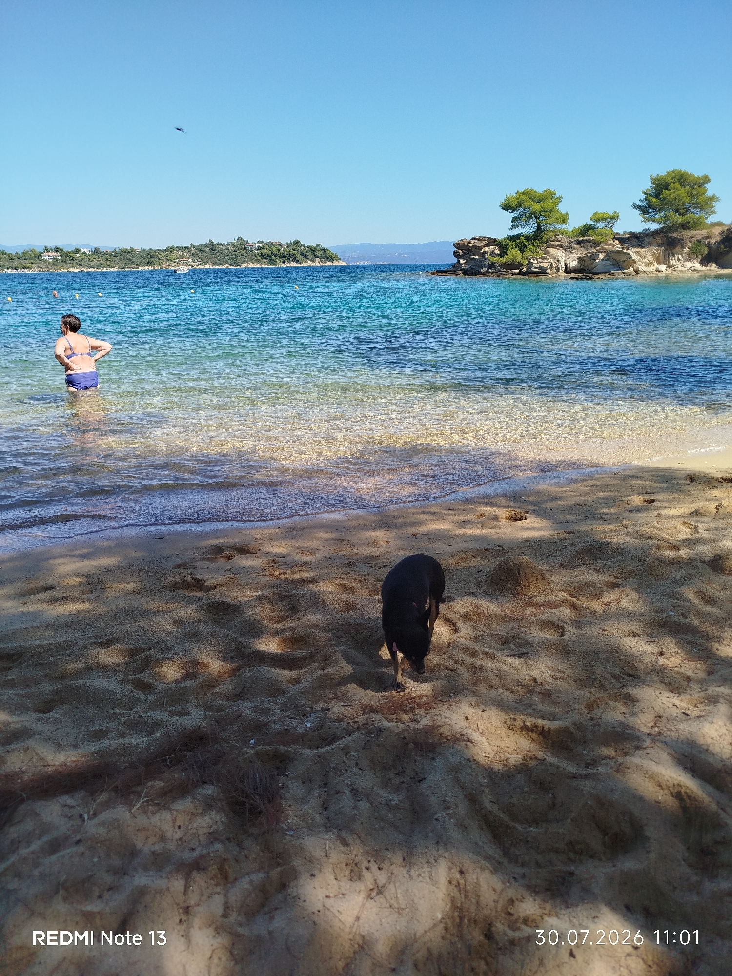 A medium-shot, eye-level, horizontal photograph captures a sandy beach with clear turquoise water at the Sithonia Municipal Unit, Greece. In the foreground, a small black dog with a pink collar is sniffing the sand. The sand is a light tan color, marked with shadows from trees and what appear to be footprints and small mounds. The shallow water near the shore is crystal clear, revealing the sandy bottom. Further out, the water deepens to a rich turquoise and then a darker blue.
In the mid-ground, a woman wearing a blue bikini stands in the water, facing away from the camera with her hands on her hips. Her back is to the viewer. Behind her, buoys are visible in the water.
The background features a distant, tree-covered coastline with buildings nestled among the trees. To the right, a rocky outcrop with several pine trees stands in the water. The sky is a clear, bright blue with a single dark, small object, possibly a kite or a bird, visible high in the sky. The date and time stamp in the lower right corner reads "30.07.2026 11:01," and the text "REDMI Note 13" is in the lower left corner.