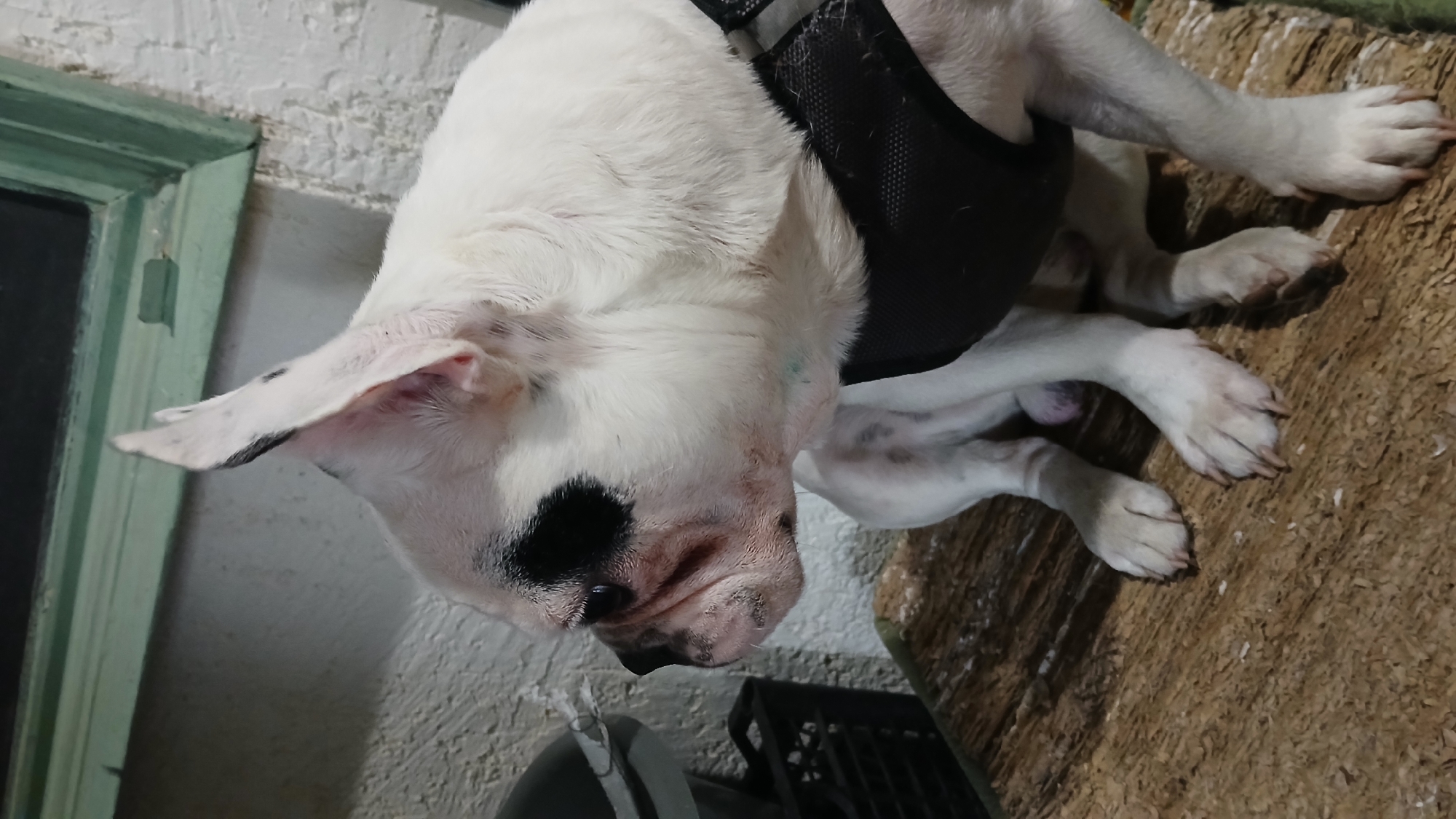 A French Bulldog with white fur and black markings on its face and ears sits on a textured, wood-like surface. The dog is wearing a black harness. In the background, a white, textured wall and a green-framed window are visible. The scene appears to be indoors. The image does not provide any specific information or context related to the city of Rubtsovsk, Russia.