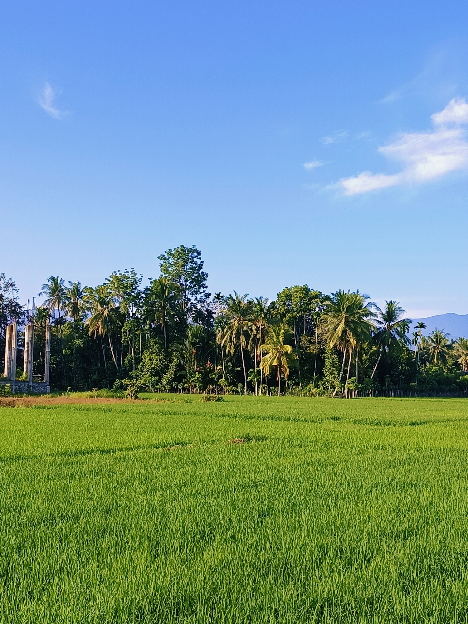 A vertical, eye-level, medium shot captures a lush green rice paddy in the foreground, stretching towards a dense line of palm trees and other vegetation that forms the midground. A partially constructed concrete structure, possibly part of a building or support pillars, stands on the far left of the midground. The background features a clear blue sky with sparse, wispy clouds, and the faint silhouette of distant mountains. The lighting suggests it is either morning or late afternoon, with the sun casting a warm glow on the scene. The location is identified as Kampung Jumpa, Indonesia.